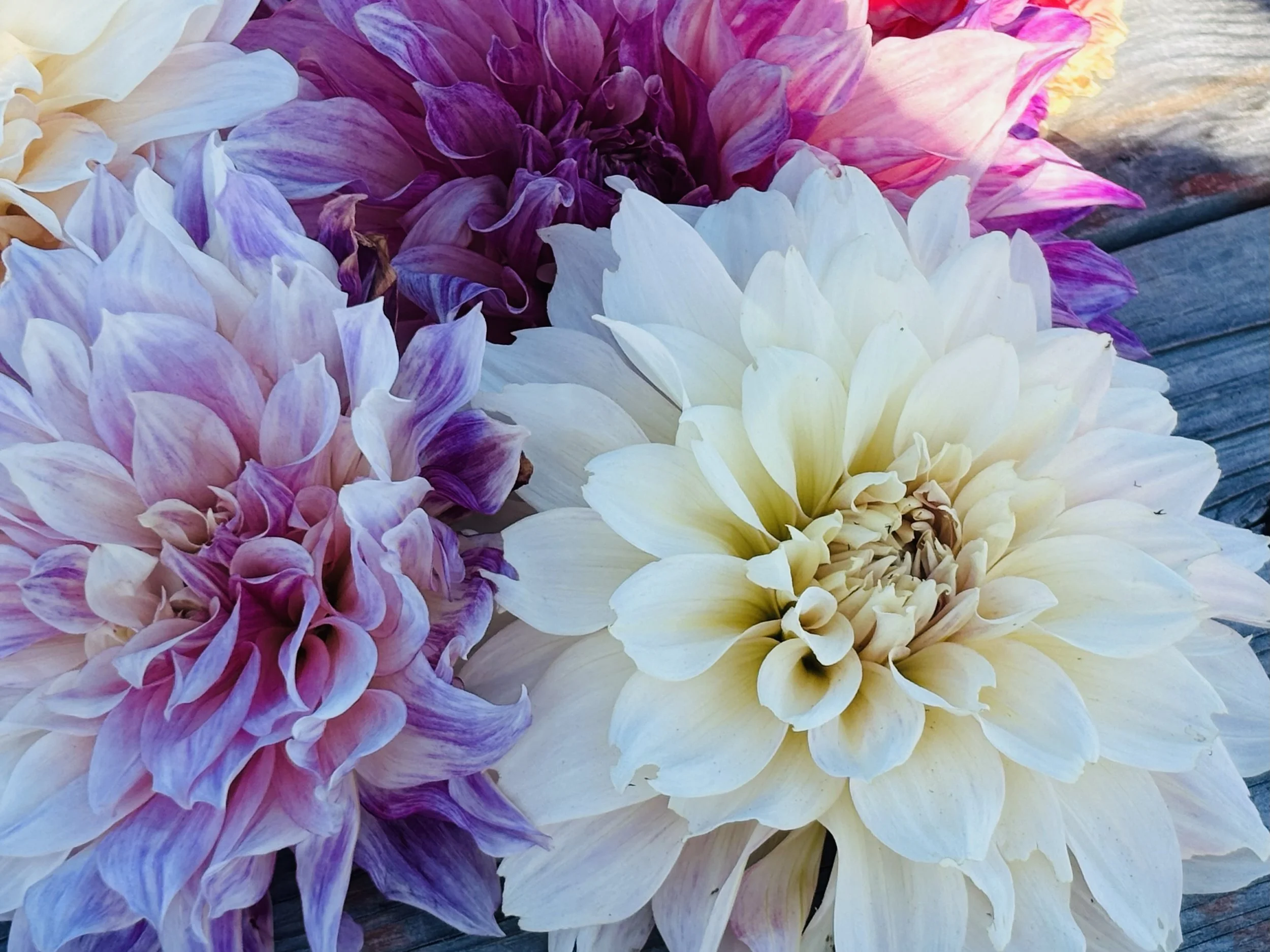 When to Start Dahlias Indoors in Minnesota (And How to Pot Up Tubers Early)