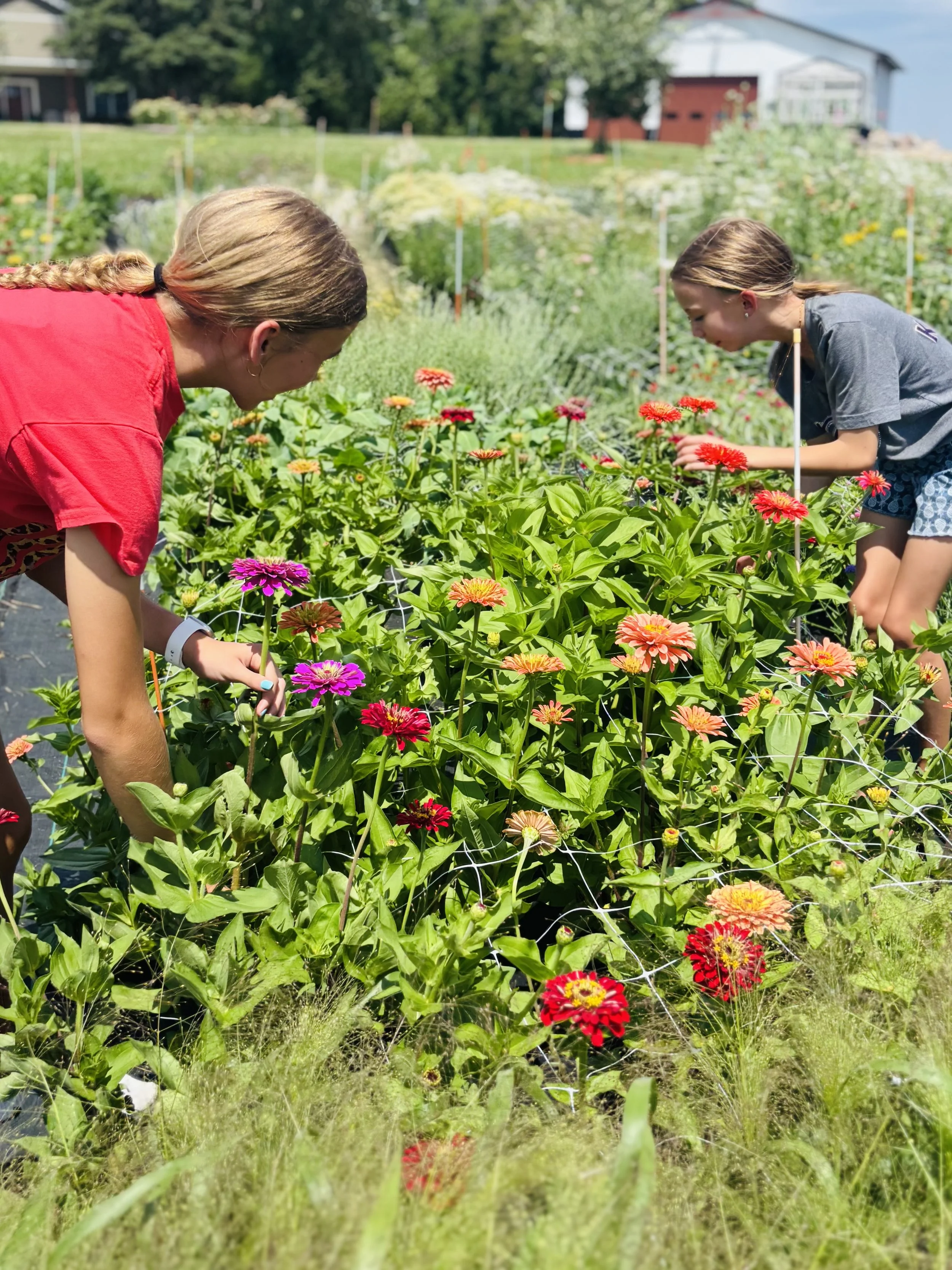 Top 5 Flowers to Direct Seed in May in Minnesota