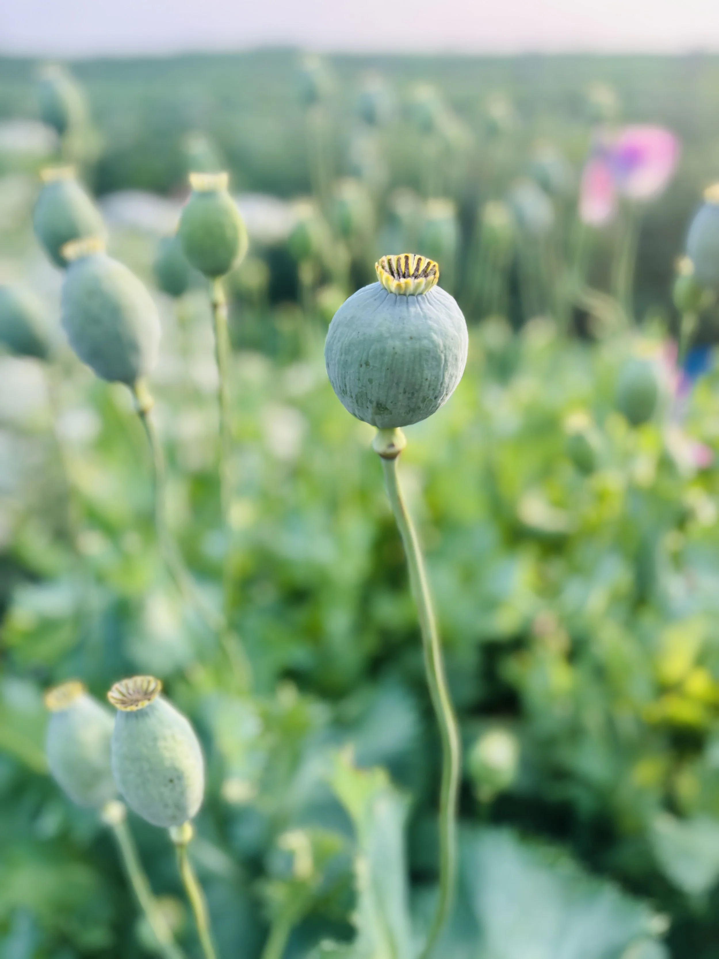 Let It Go to Seed: A Simple Guide to Saving Flower Seeds From Your Garden