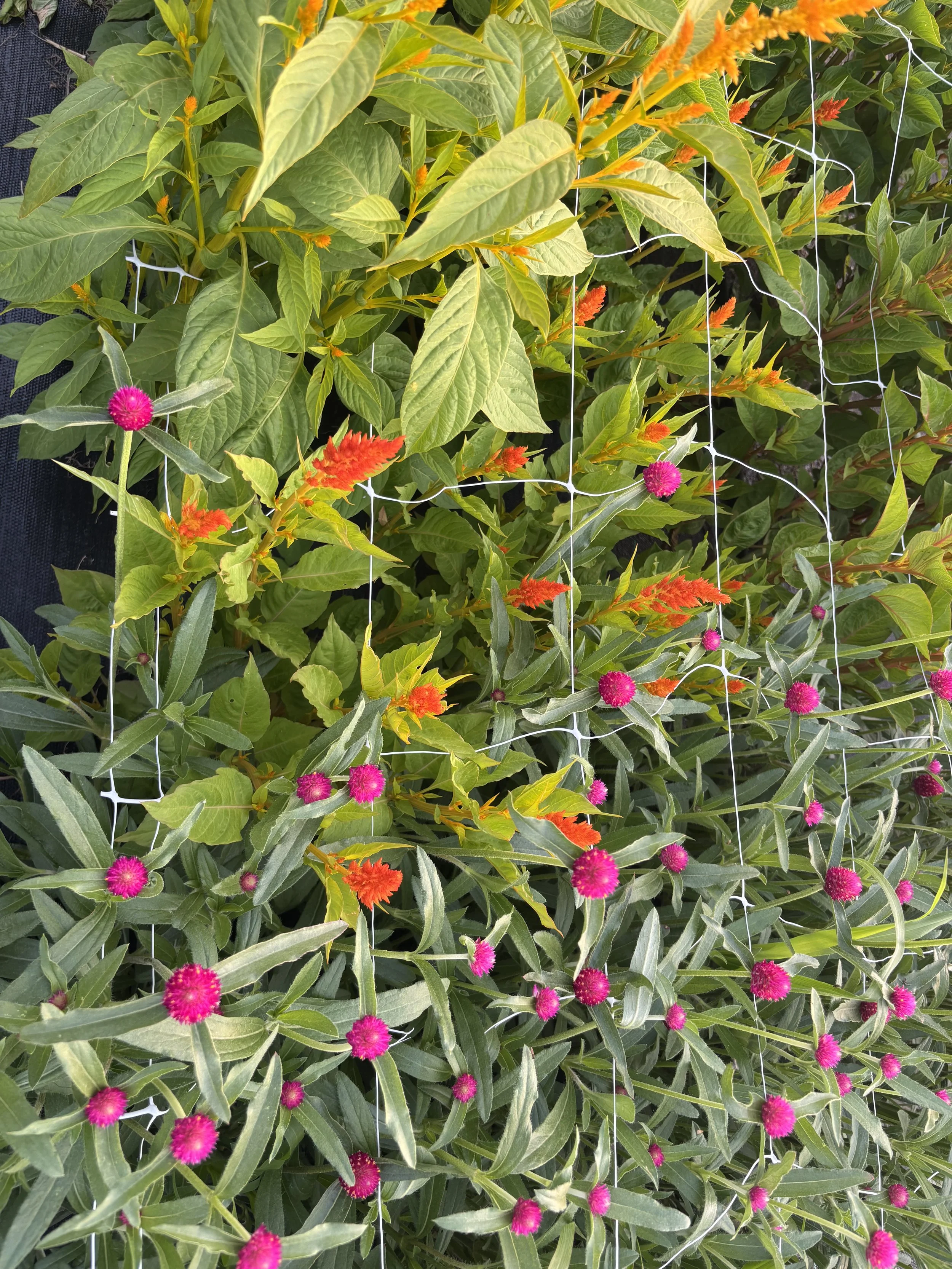 Celosia and Gomphrena