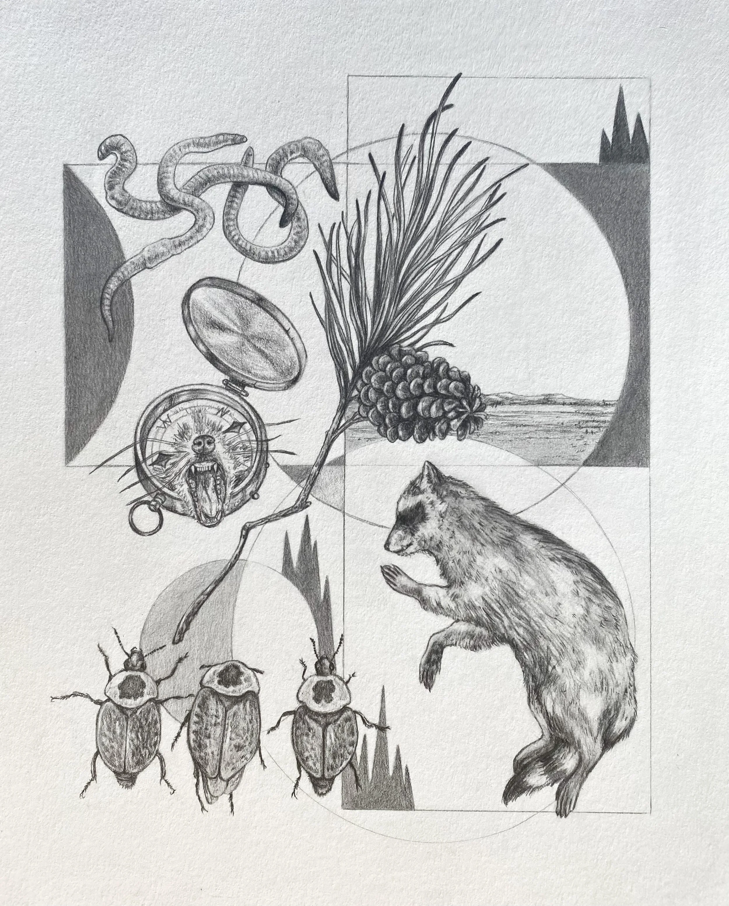 Decompostion, Graphite on Paper, 10 x 12 inches