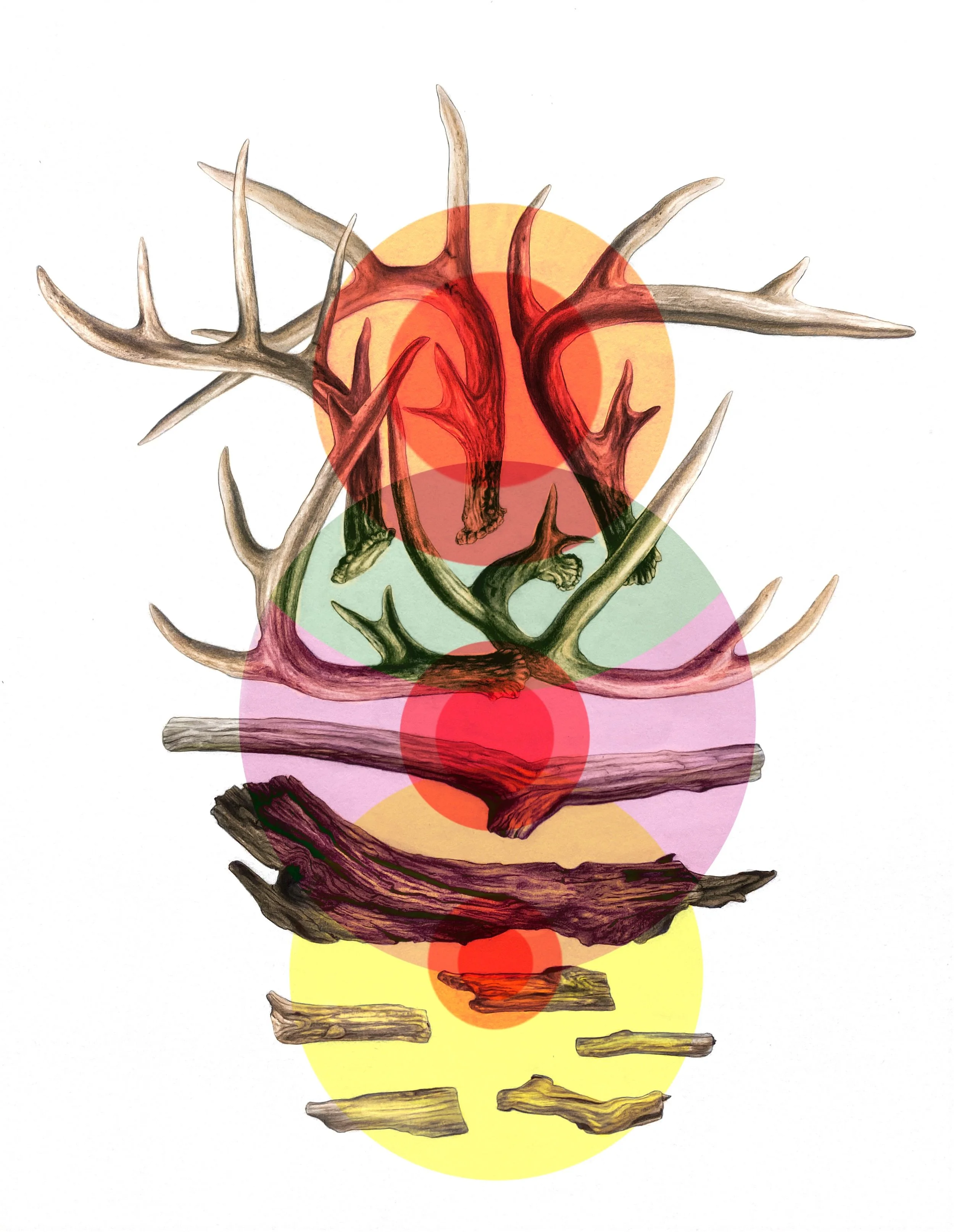 Antler and Driftwood Study, Digitally Colored Drawing, 22 x 30 inches