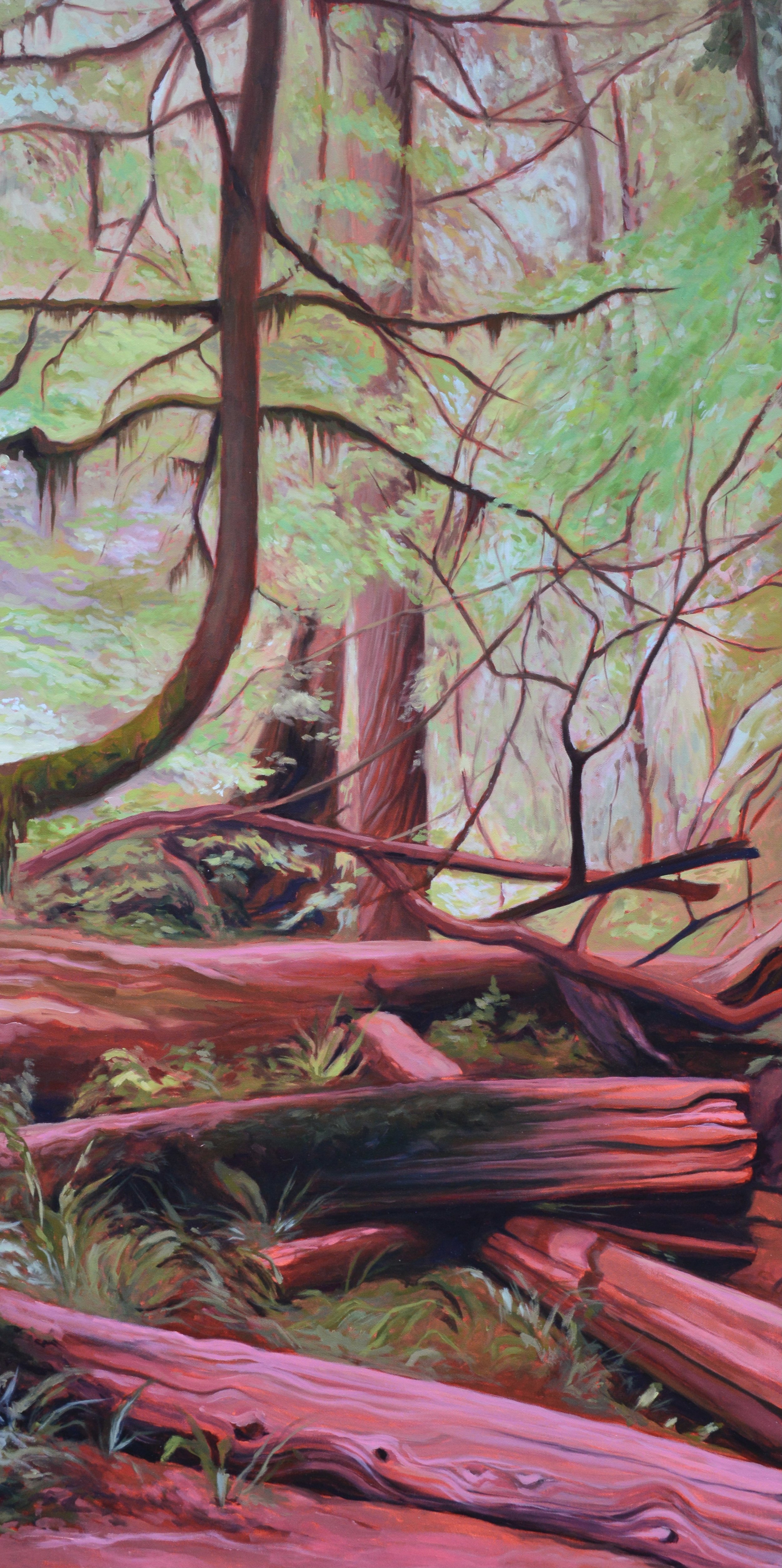 Redwood Forest Study, Oil on Canvas, 2' x 4'