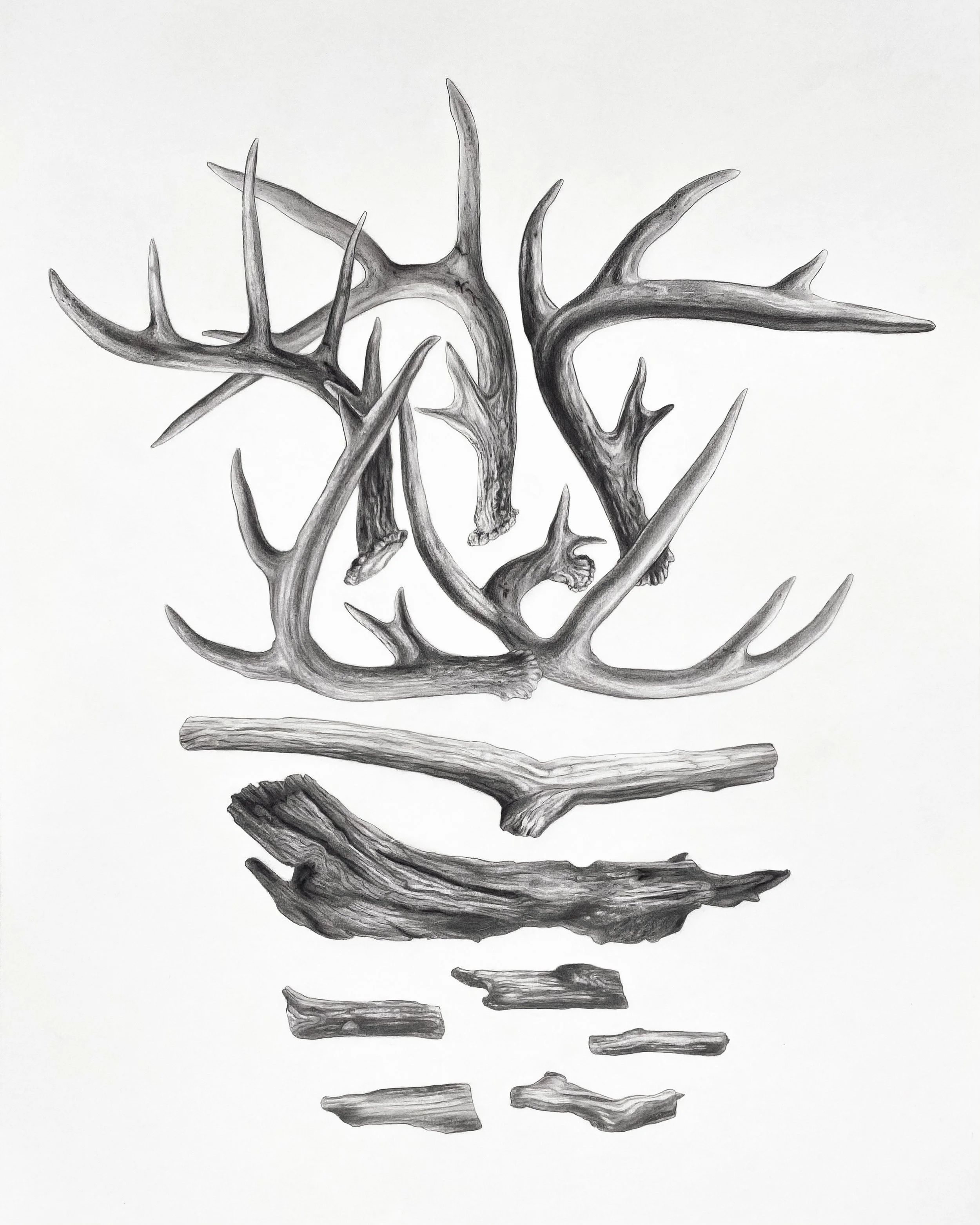 Antler and Driftwood Study, Graphite on Paper, 22 x 30 inches
