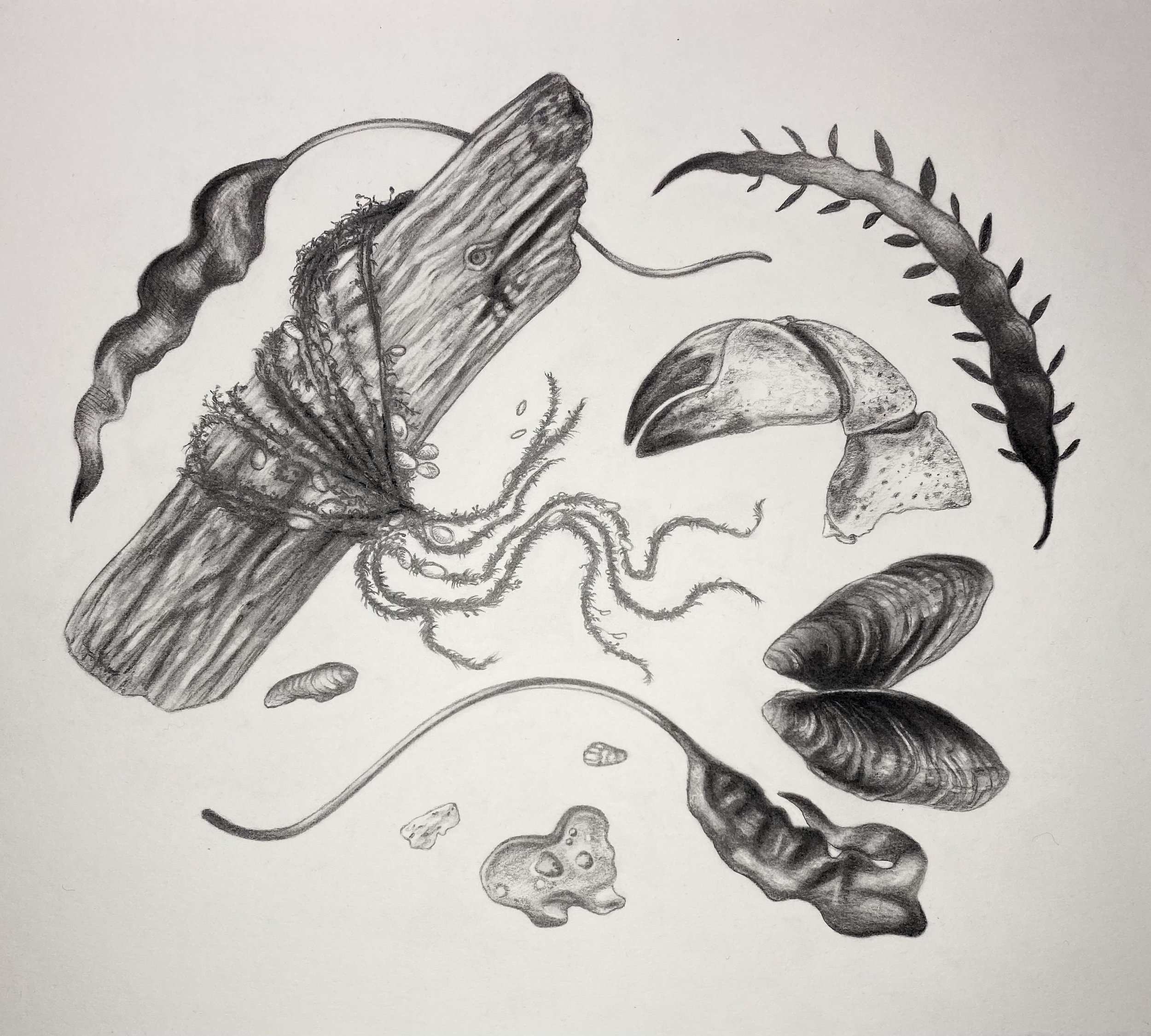 Oregon Coast Treasures, Graphite on Paper, 10 x 8 inches