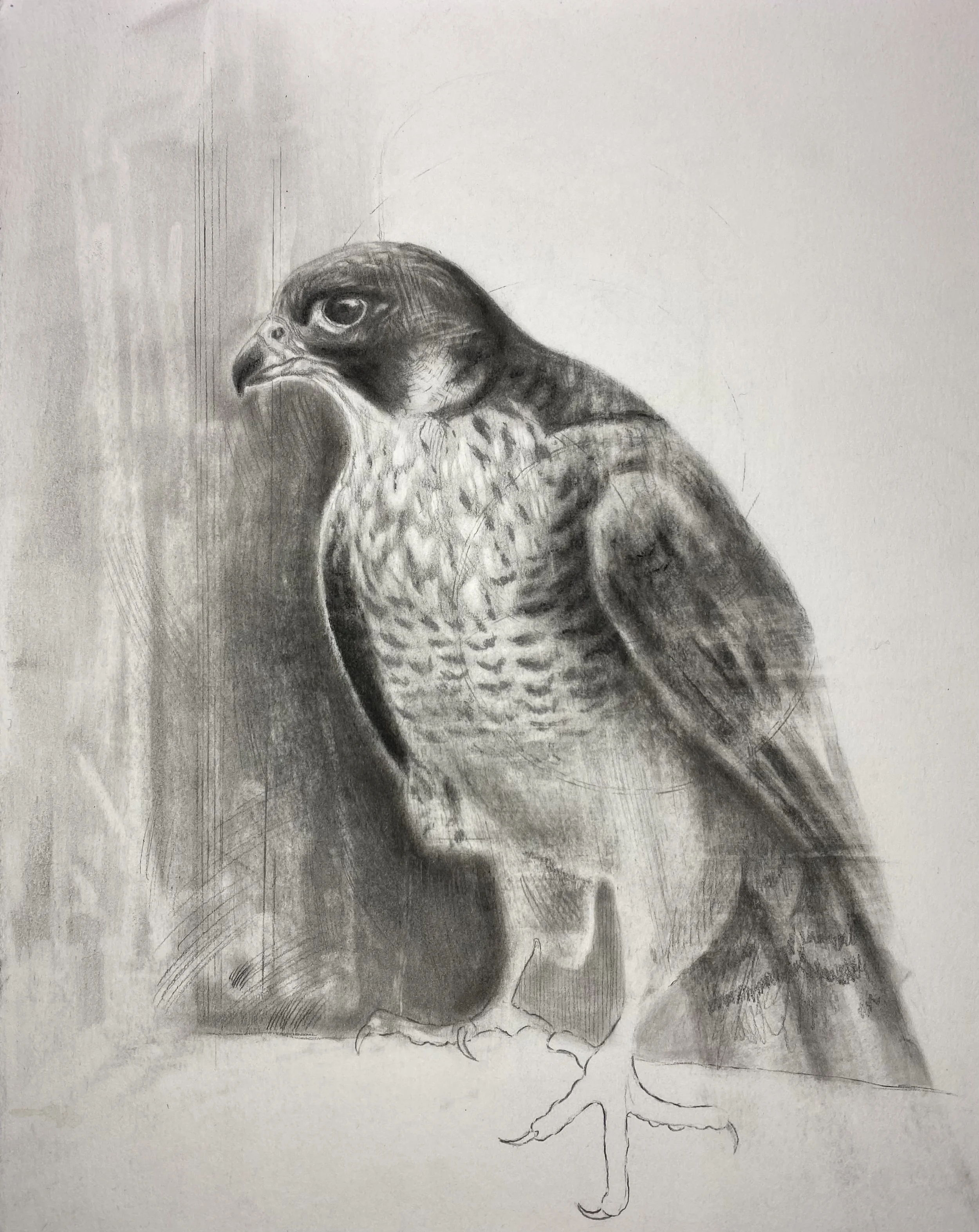 Peregrine Falcone Study, Graphite on paper, 9 x 12 inches