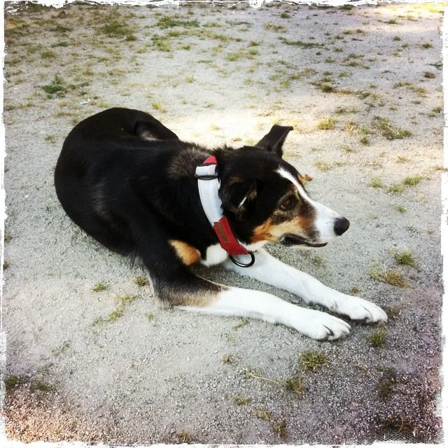 Hugo, the ball keeper