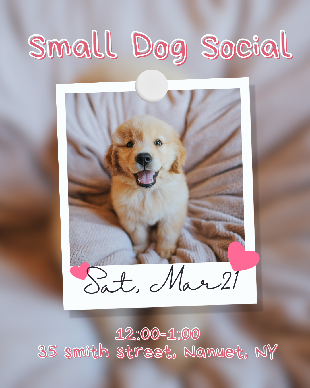 Small Dog Social