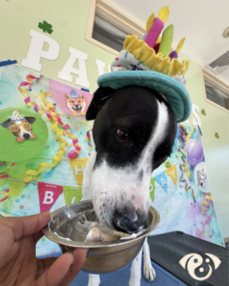 Birthday Pawty + HCW Litter Meetup