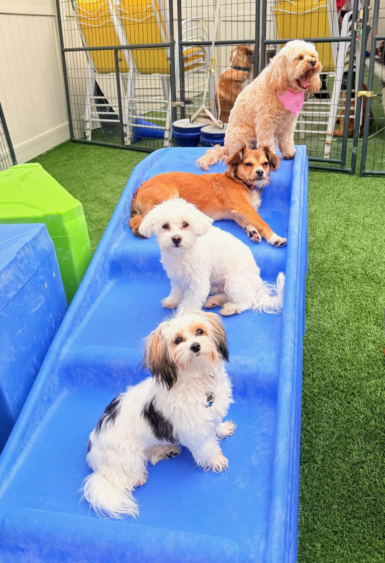 Weekly Small Dog Social