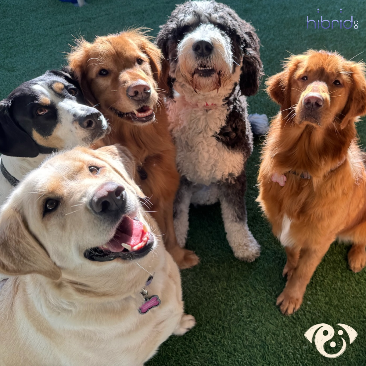 Adoption Event for the Paw Pals Litter