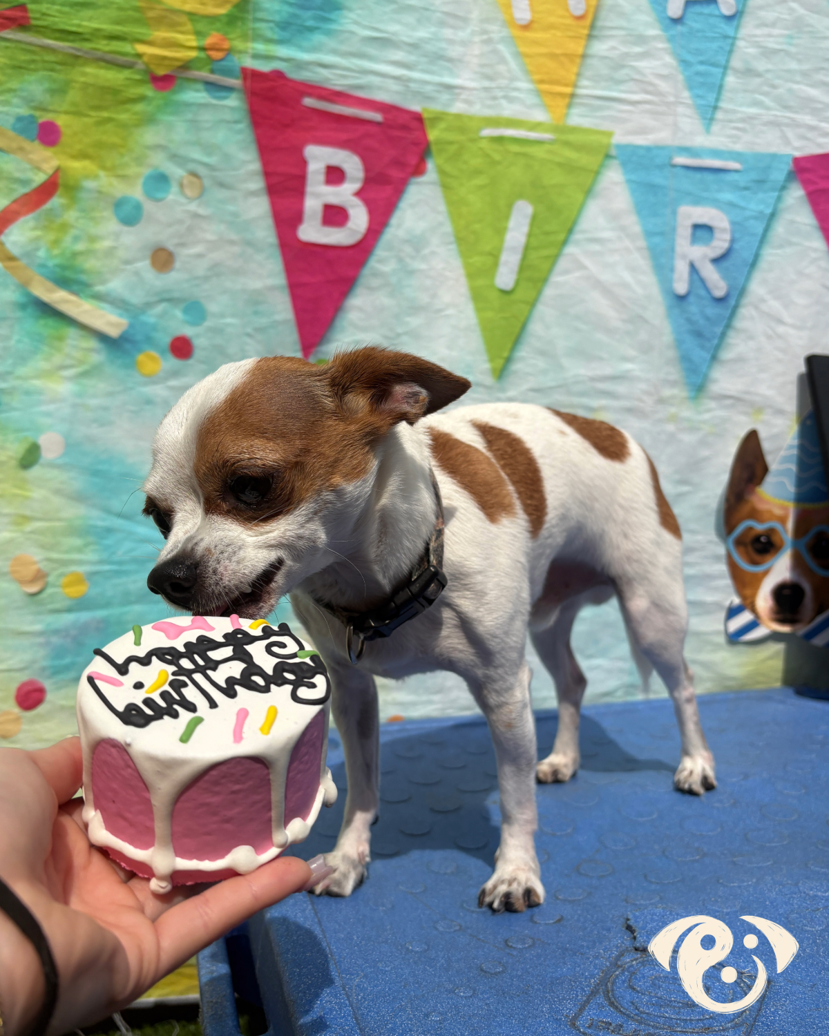 Birthday Pawty & HCW Meet Up
