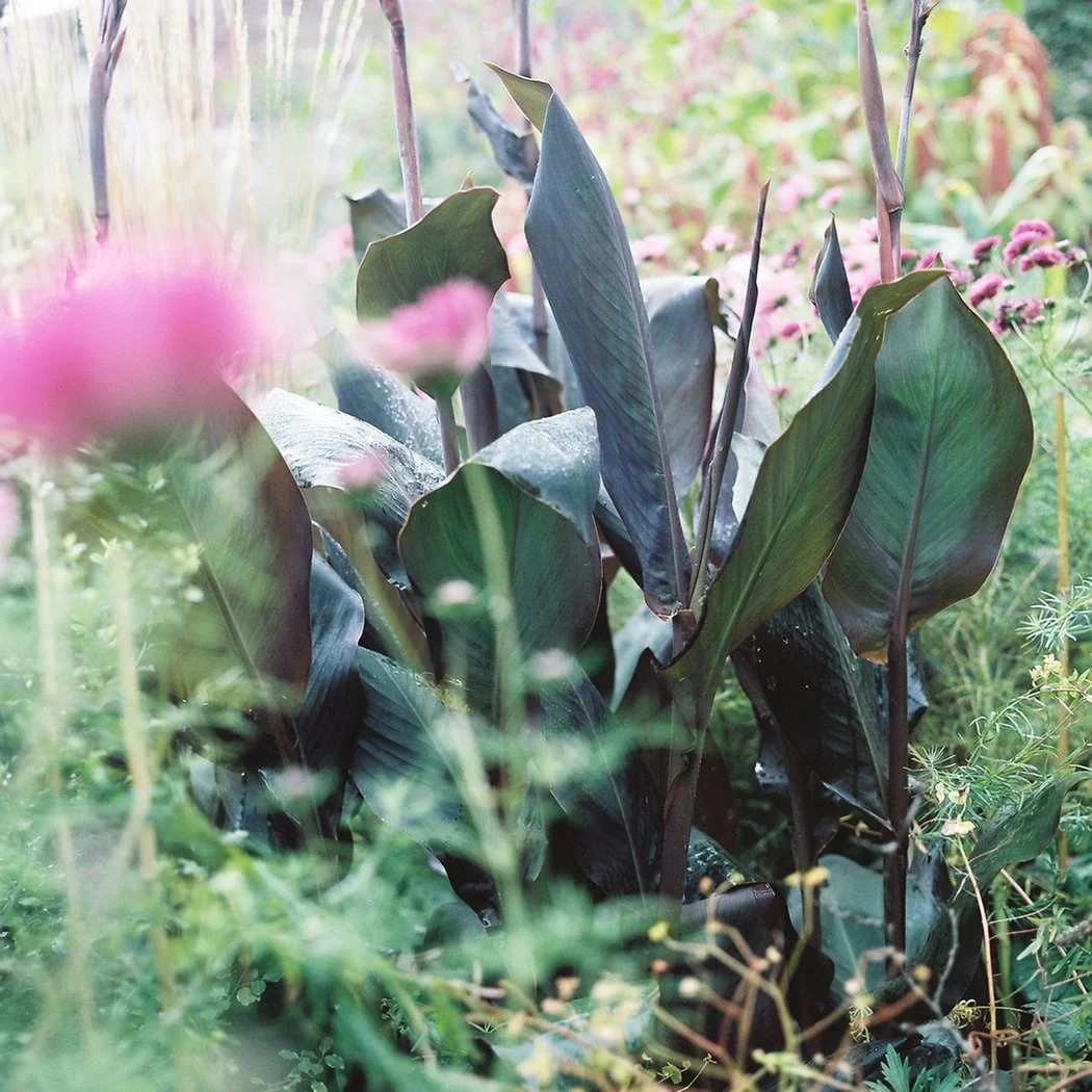 Canna and Pink.jpg