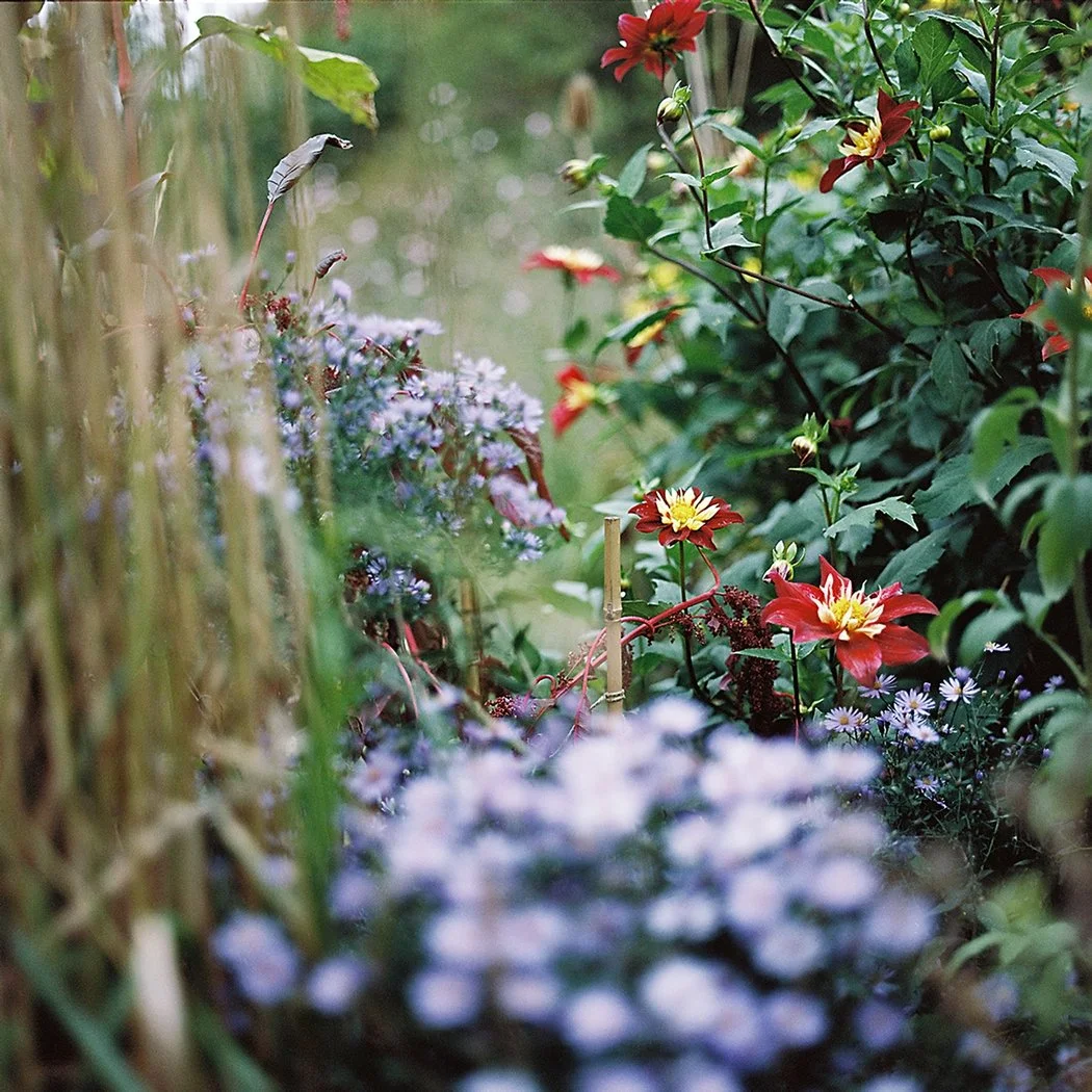 Red Dahlias with purple aster_2424.jpg