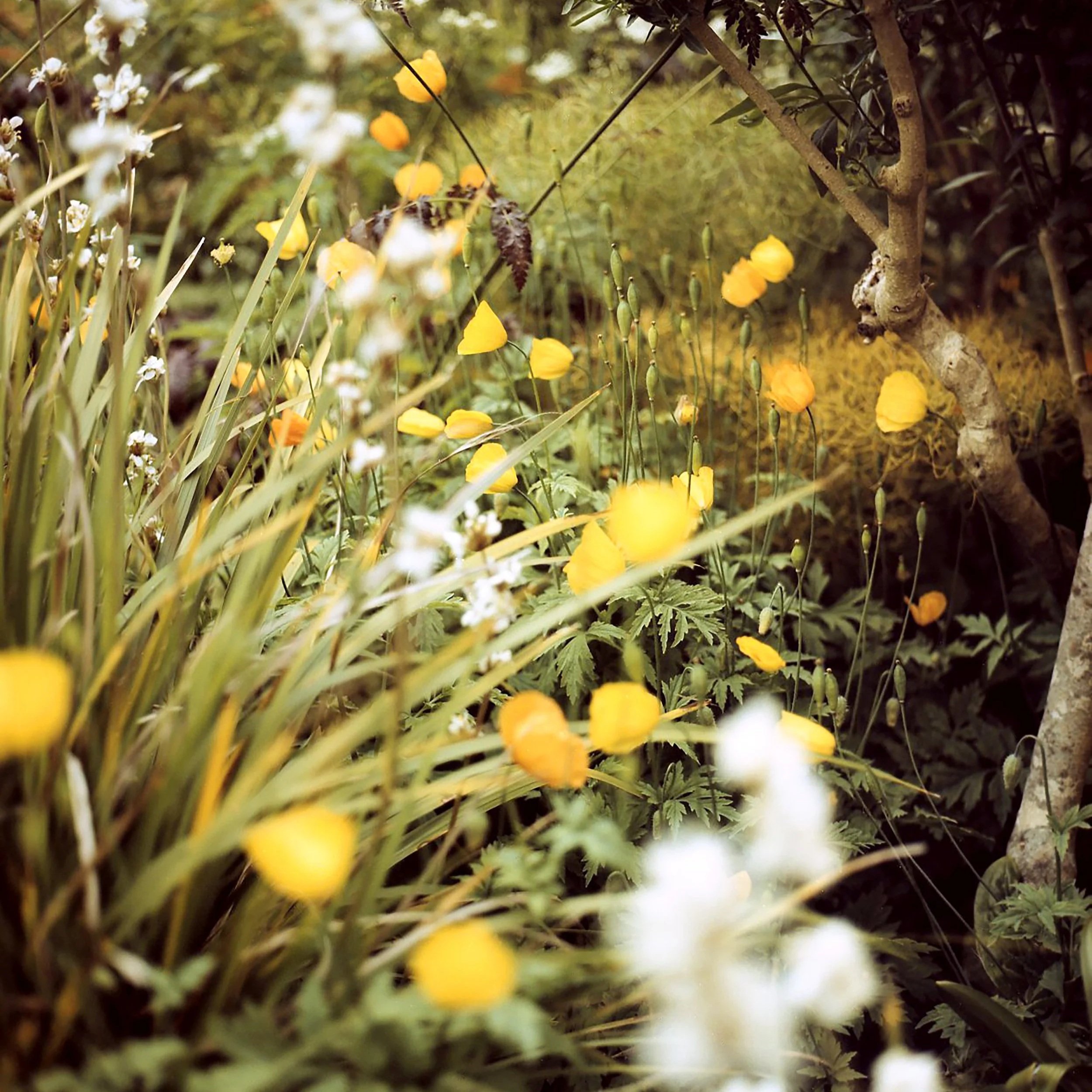 Yellow Haze