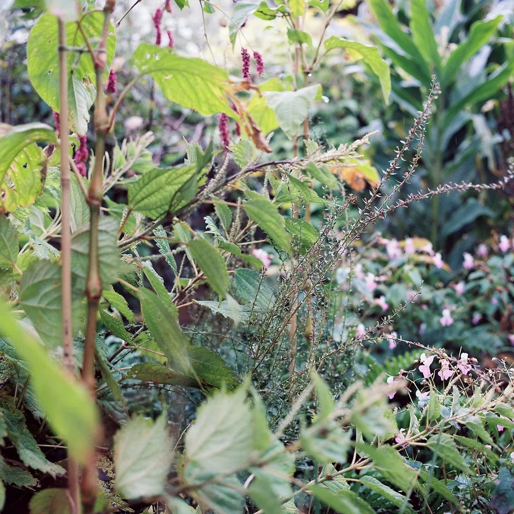 Garden Grace 2424.jpg