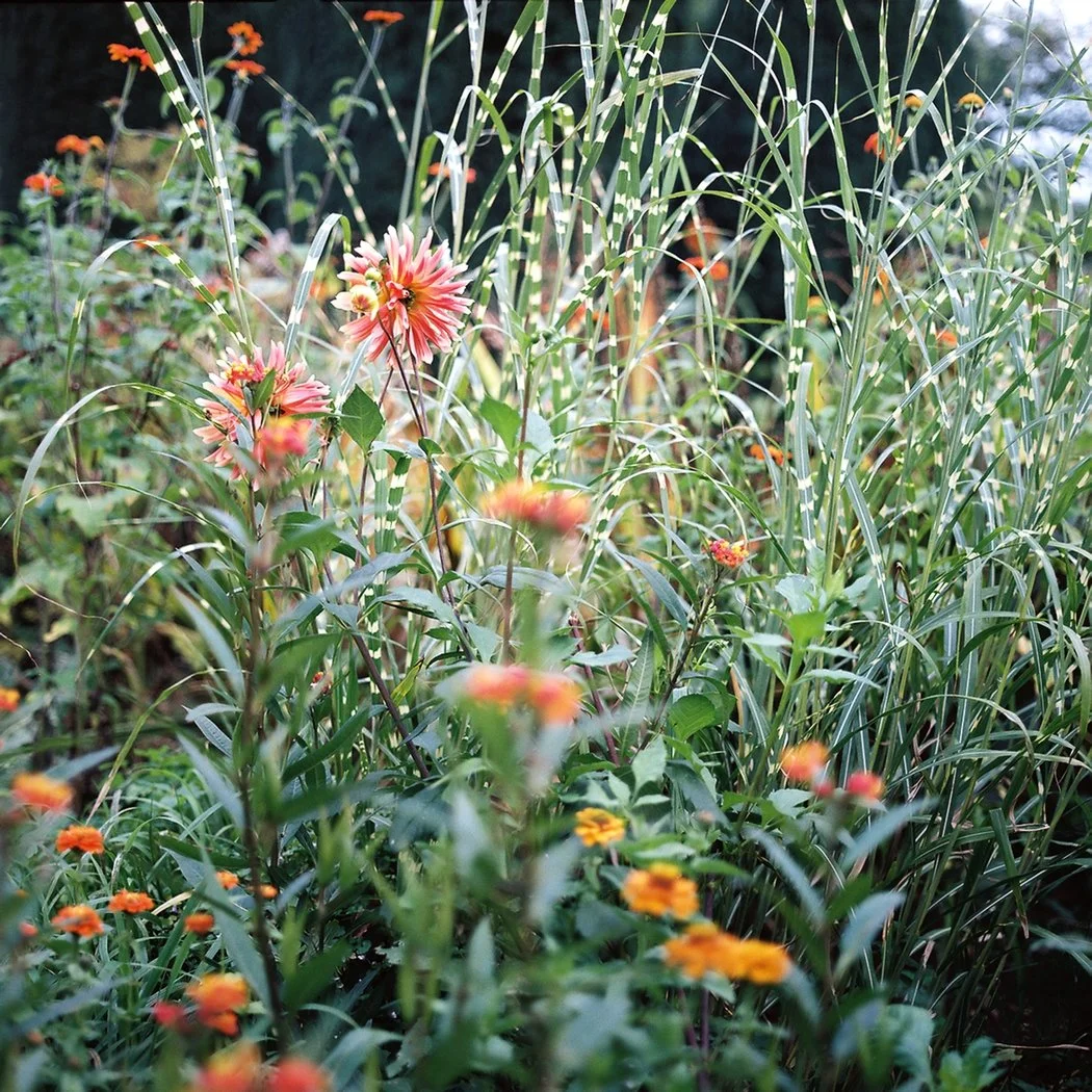 Zebra Grass 2424.jpg