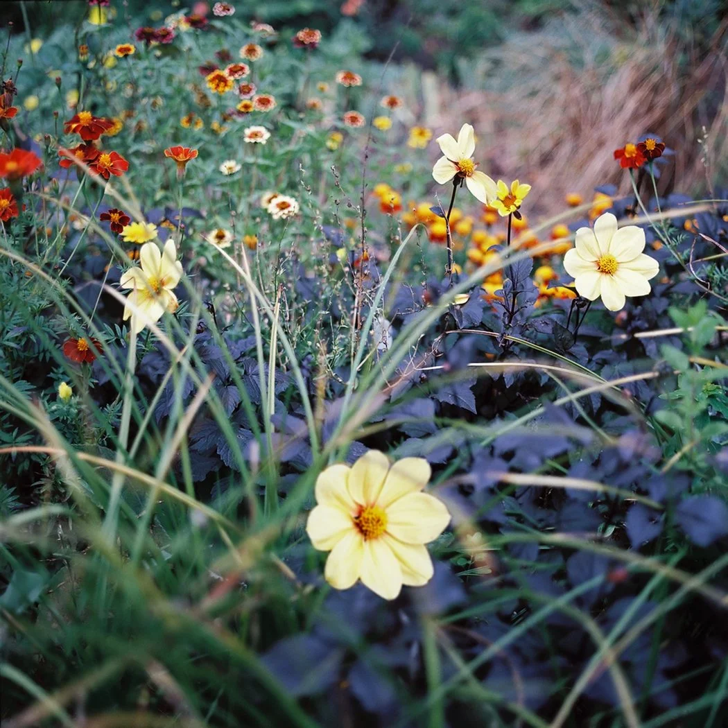 Yellow Dahlias 2424.jpg