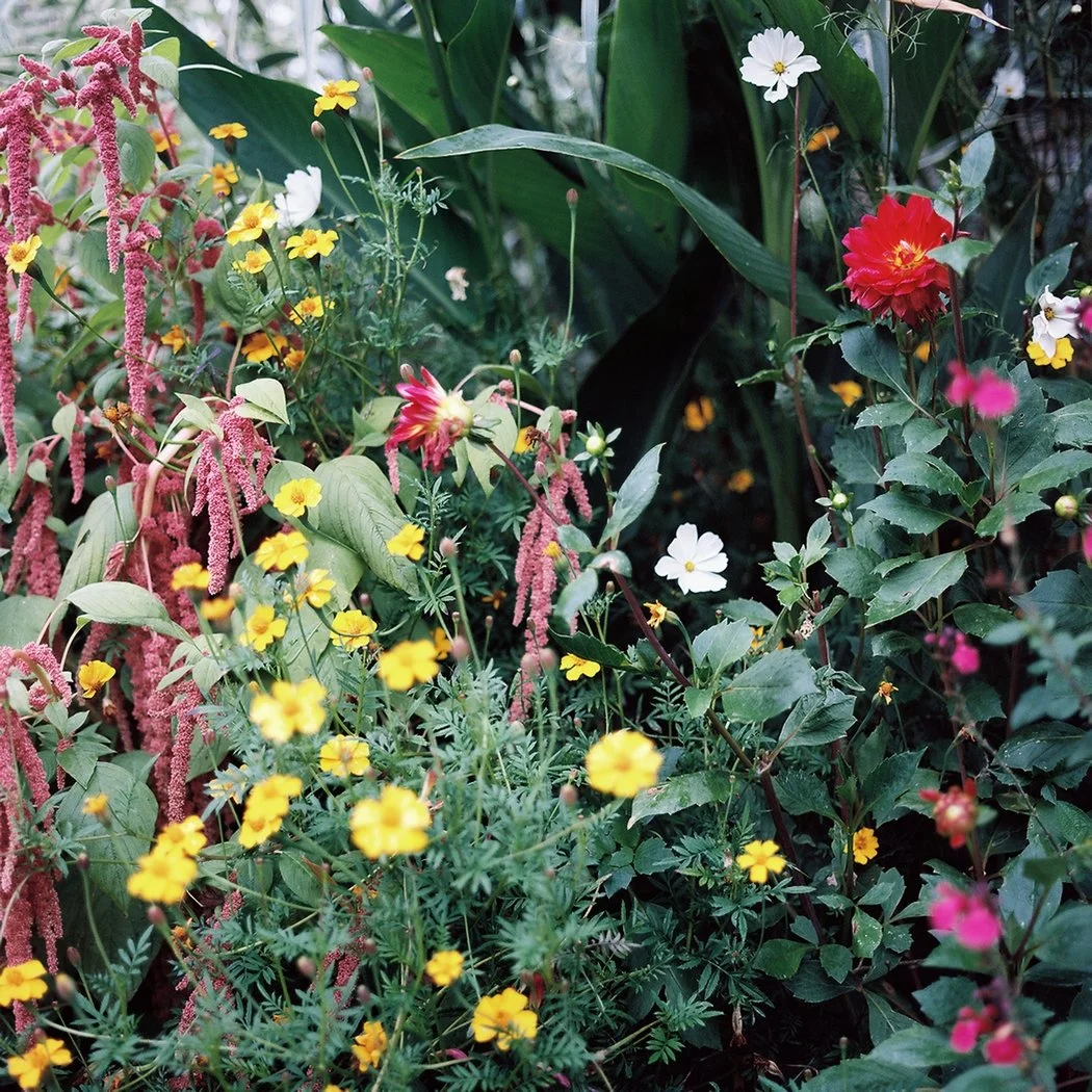 Amaranthus 01 2424.jpg