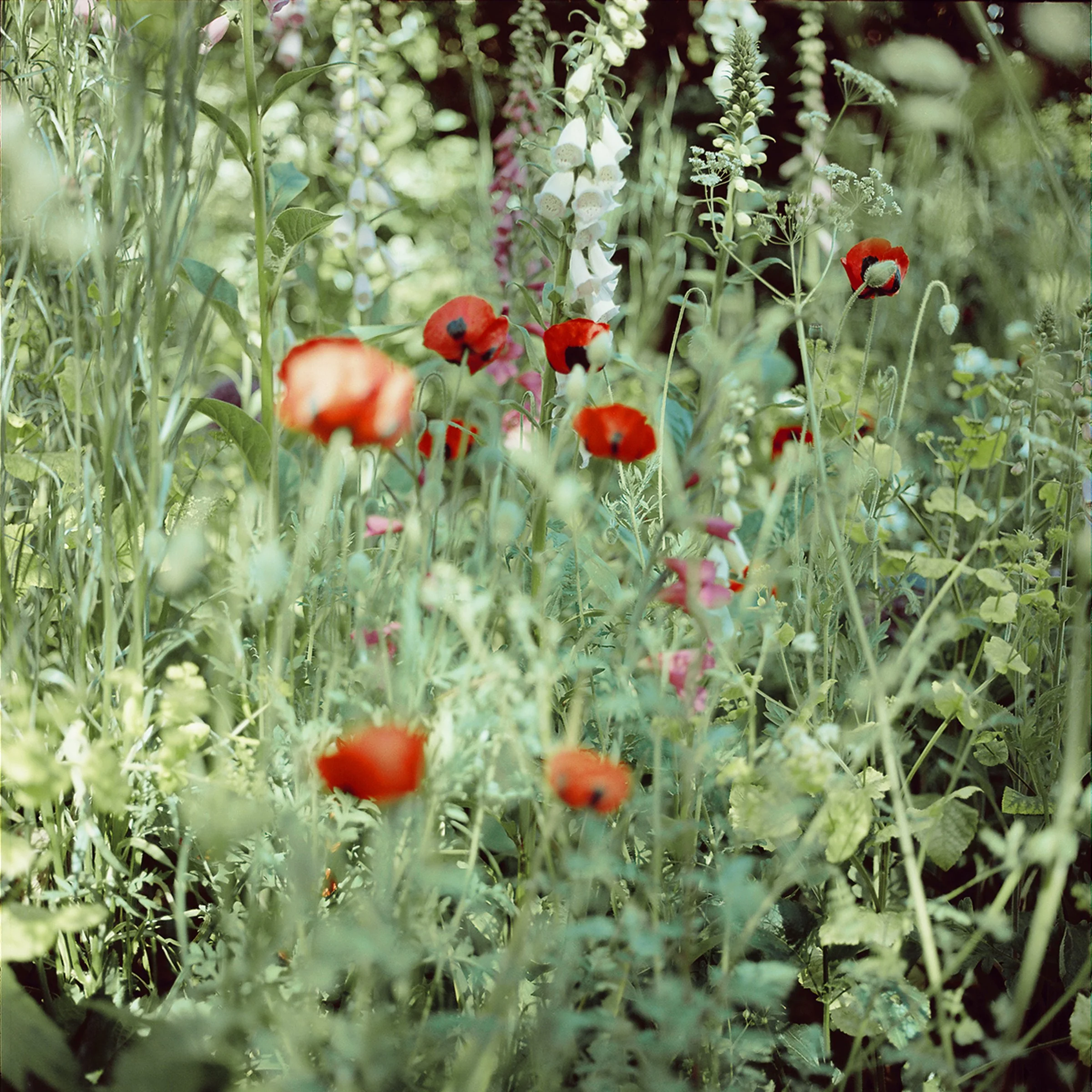 Poppies and Foxglove final card.jpg