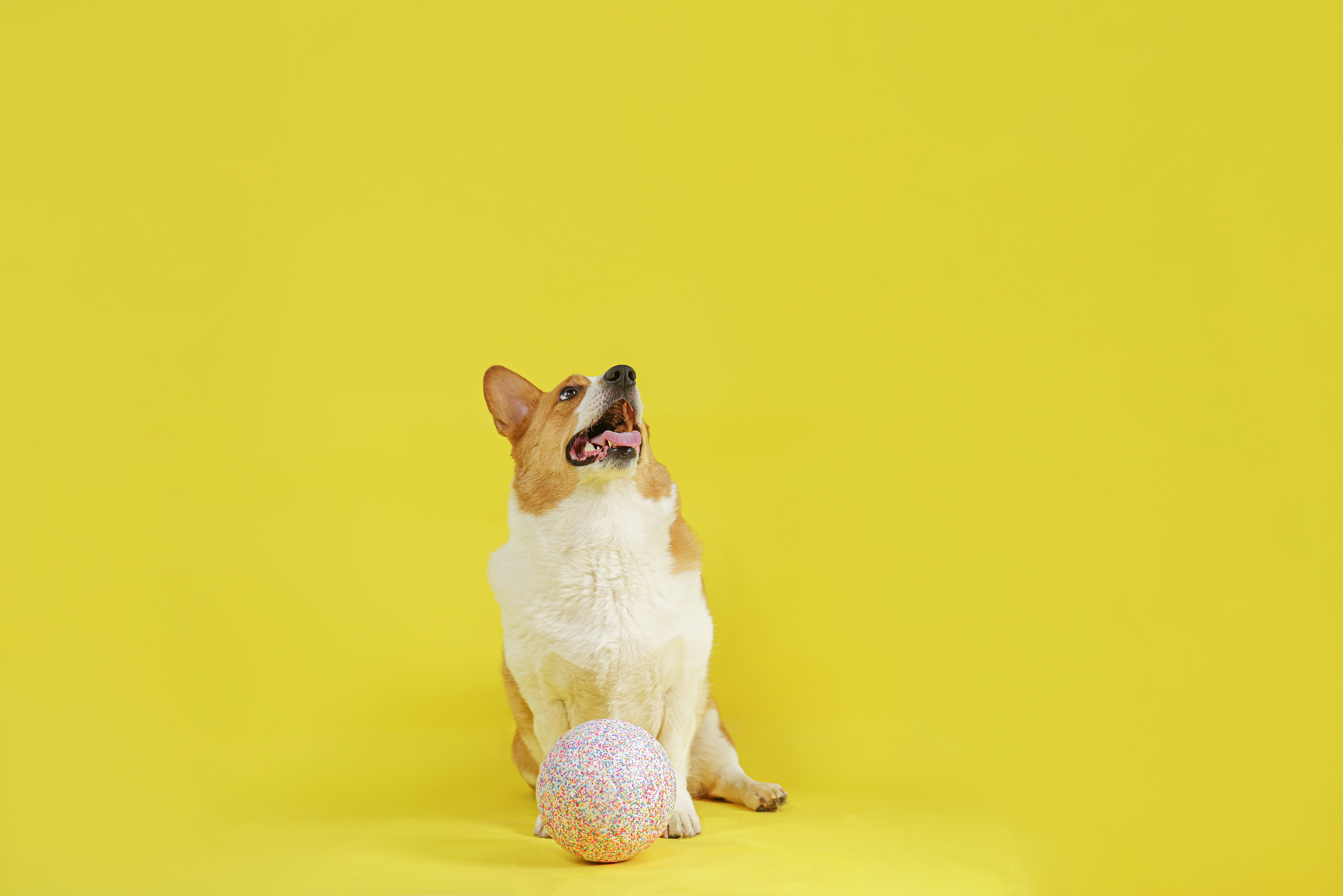 jolly bean ball_sb061 (1).png