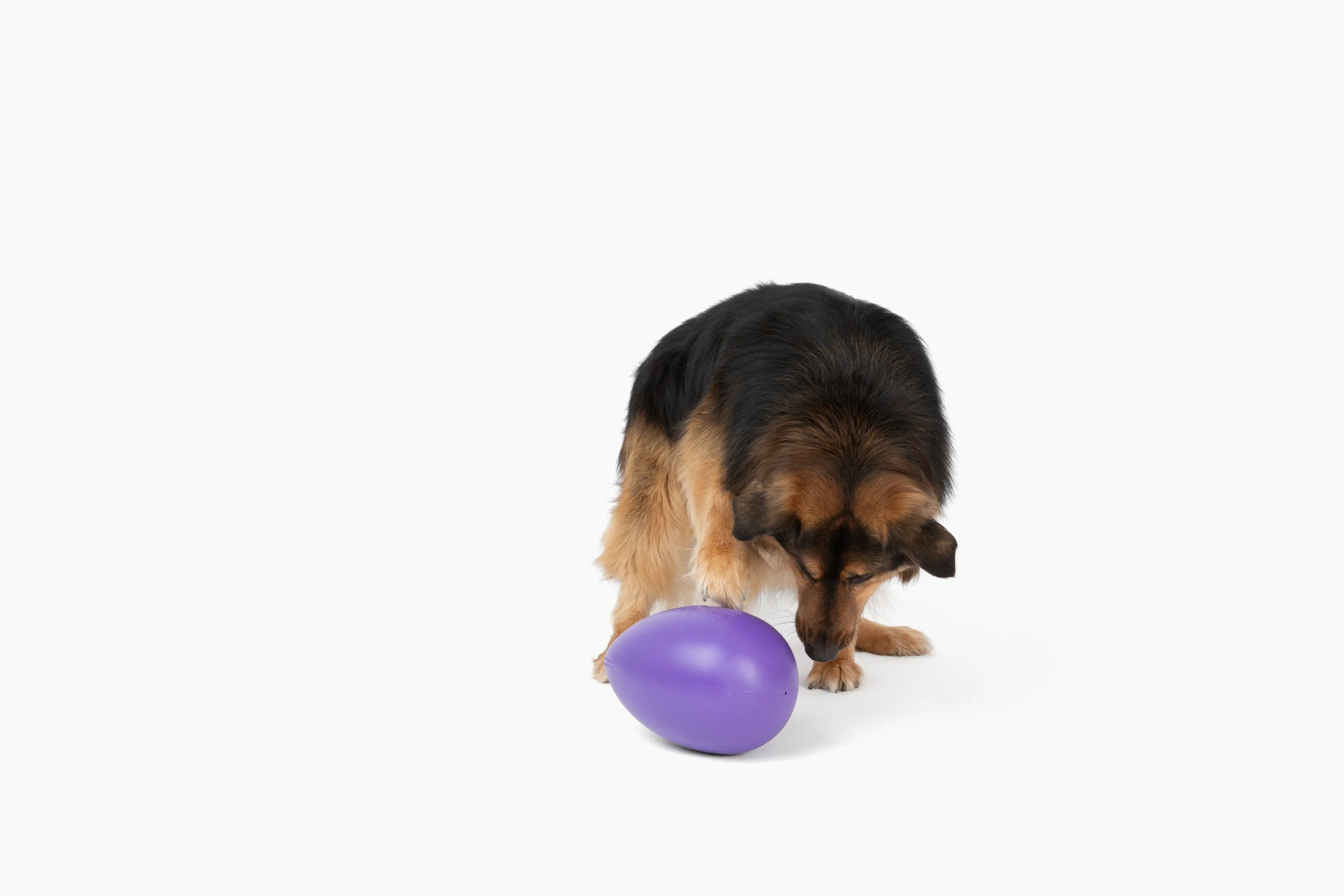 large dog_JE12_purple1.jpg