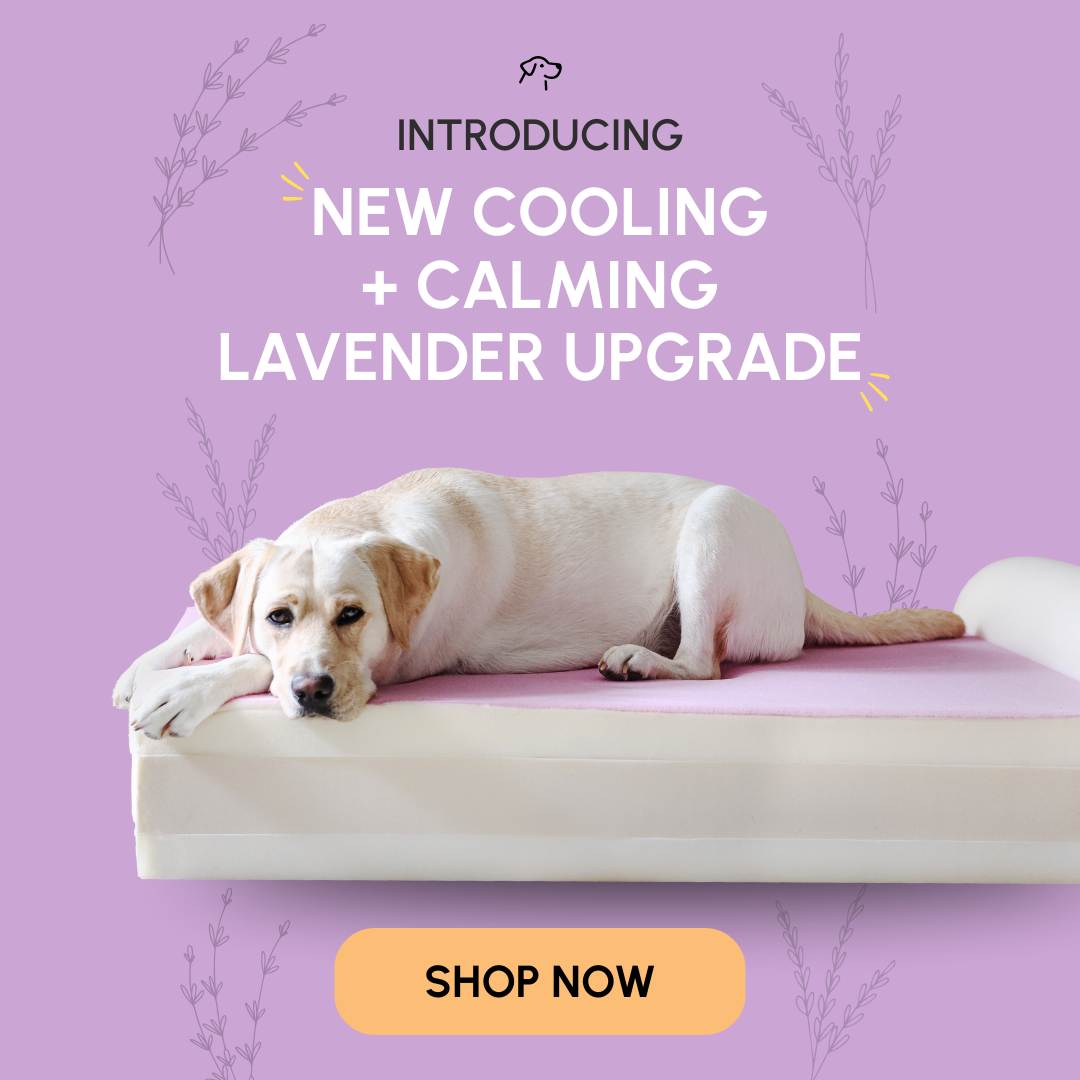 Lavender Upgrade Launch 1_square_static graphic.png