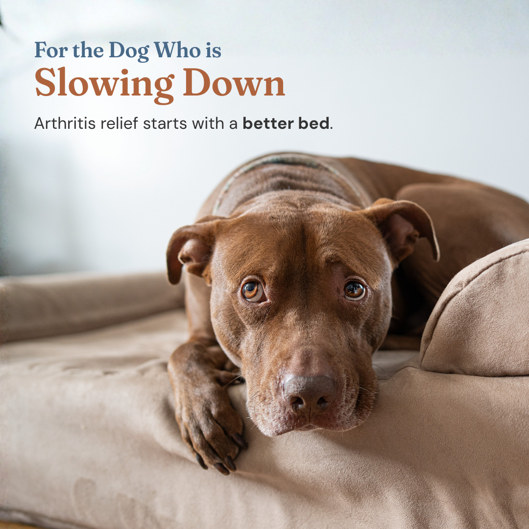 Arthritis+JointPain_Static 2_1x1.png