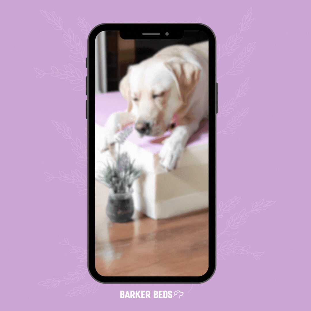 Lavender Launch-2_square_MP4 graphic.gif