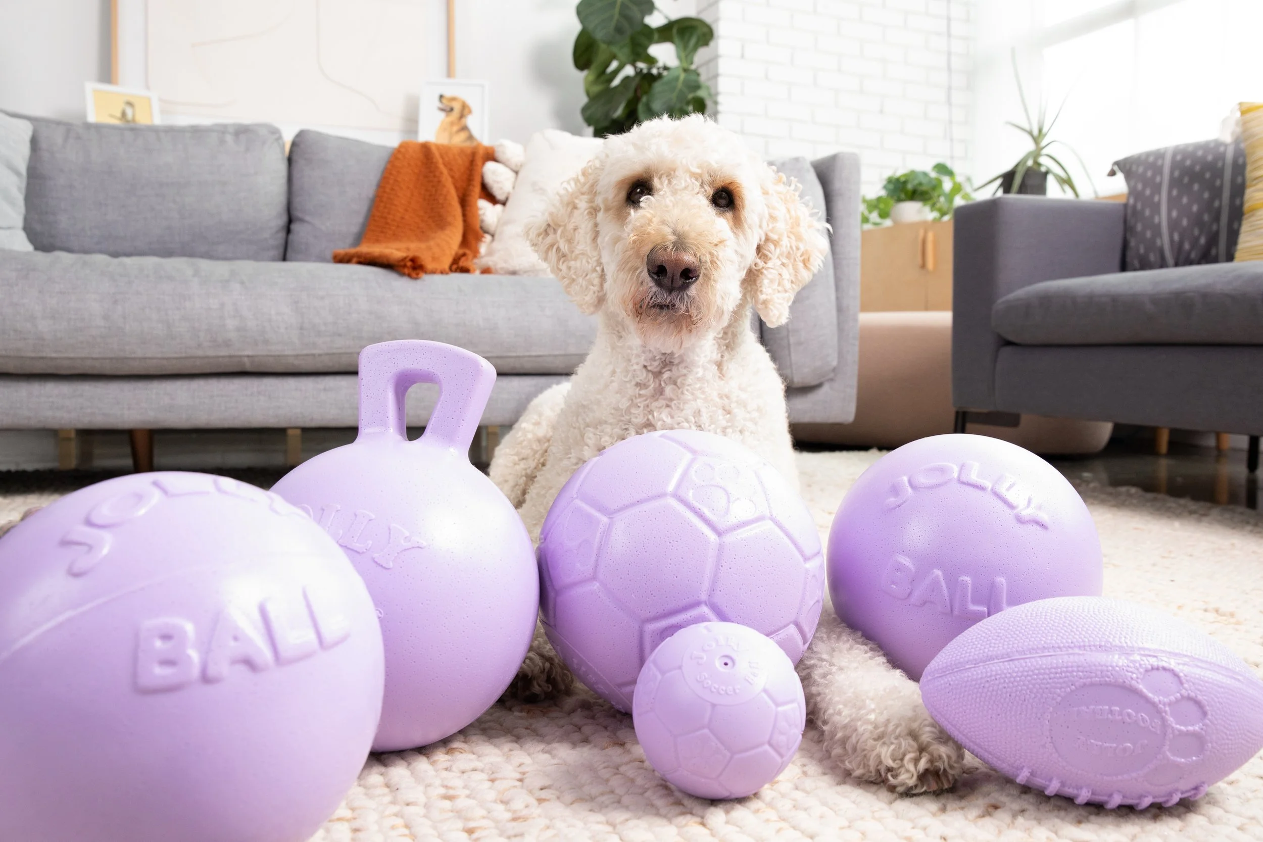 Jolly Pets_r1_04Q_3245.jpg