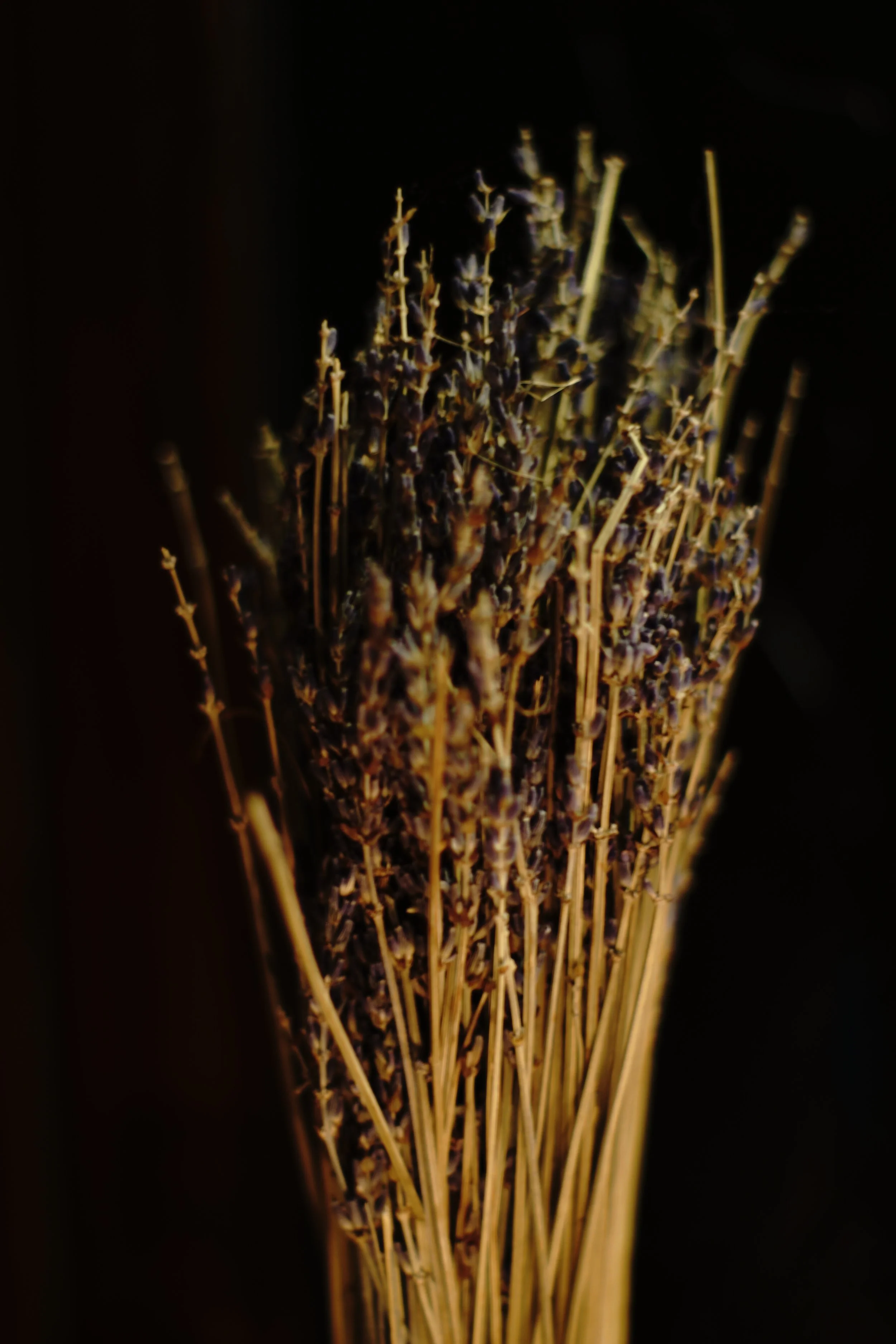 DSC02216.JPG