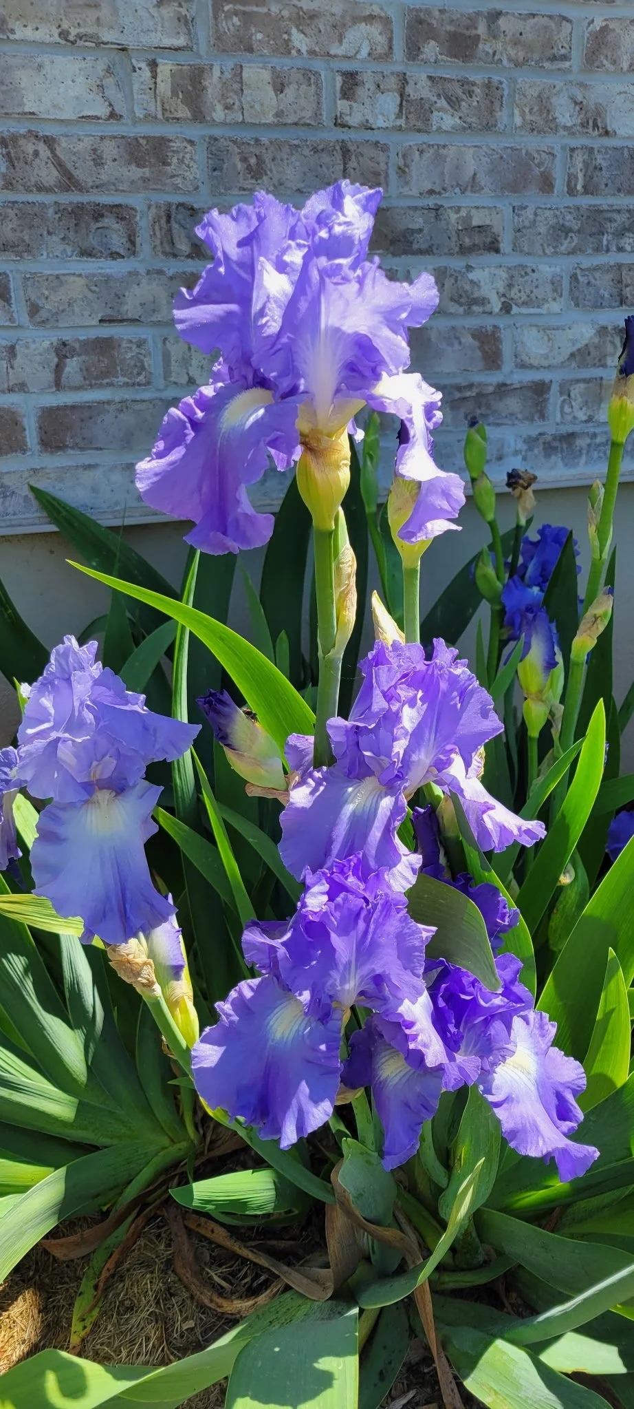 Lavender Iris.jpg