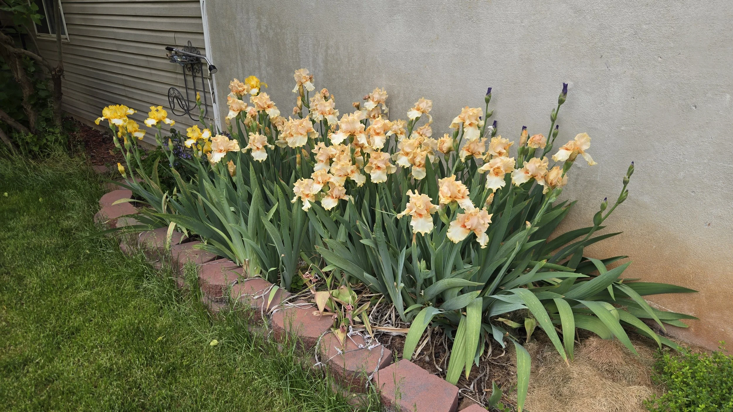 Peach Iris.jpg