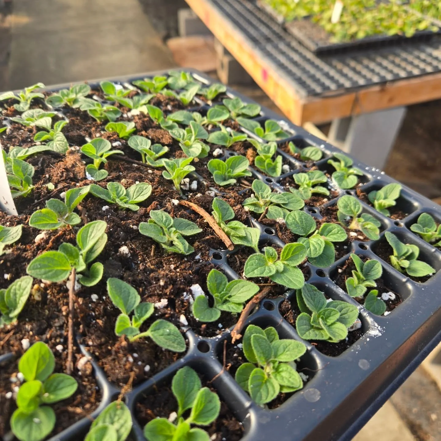 Winter seems to be dragging on forever. I began working at a local greenhouse to help with my need for green plants during the cold months. Today, I planted hundreds of tiny green cuttings. I am so looking forward to warmer weather!

Any guesses what