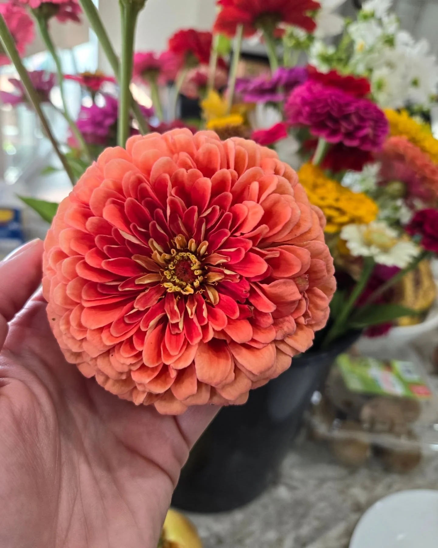 This is the Zinnia bloom that changed my whole view on Zinnias. 

Before last season, I wasn&rsquo;t too impressed by the typical red and yellow varieties I had grown before. Now that I am growing cut flowers to sell, I&rsquo;m discovering how stunni