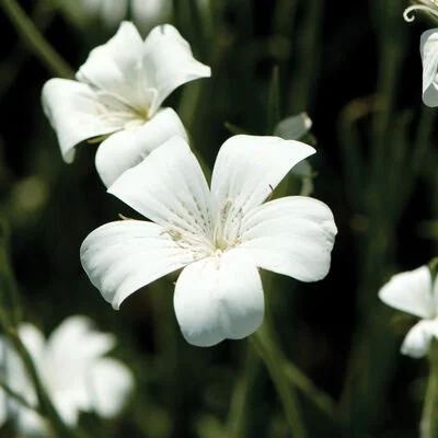 Agrostemma