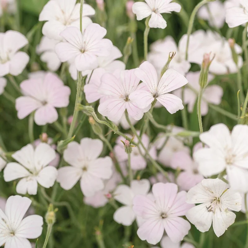 05074_01_blossom_pearl_agrostemma.jpg