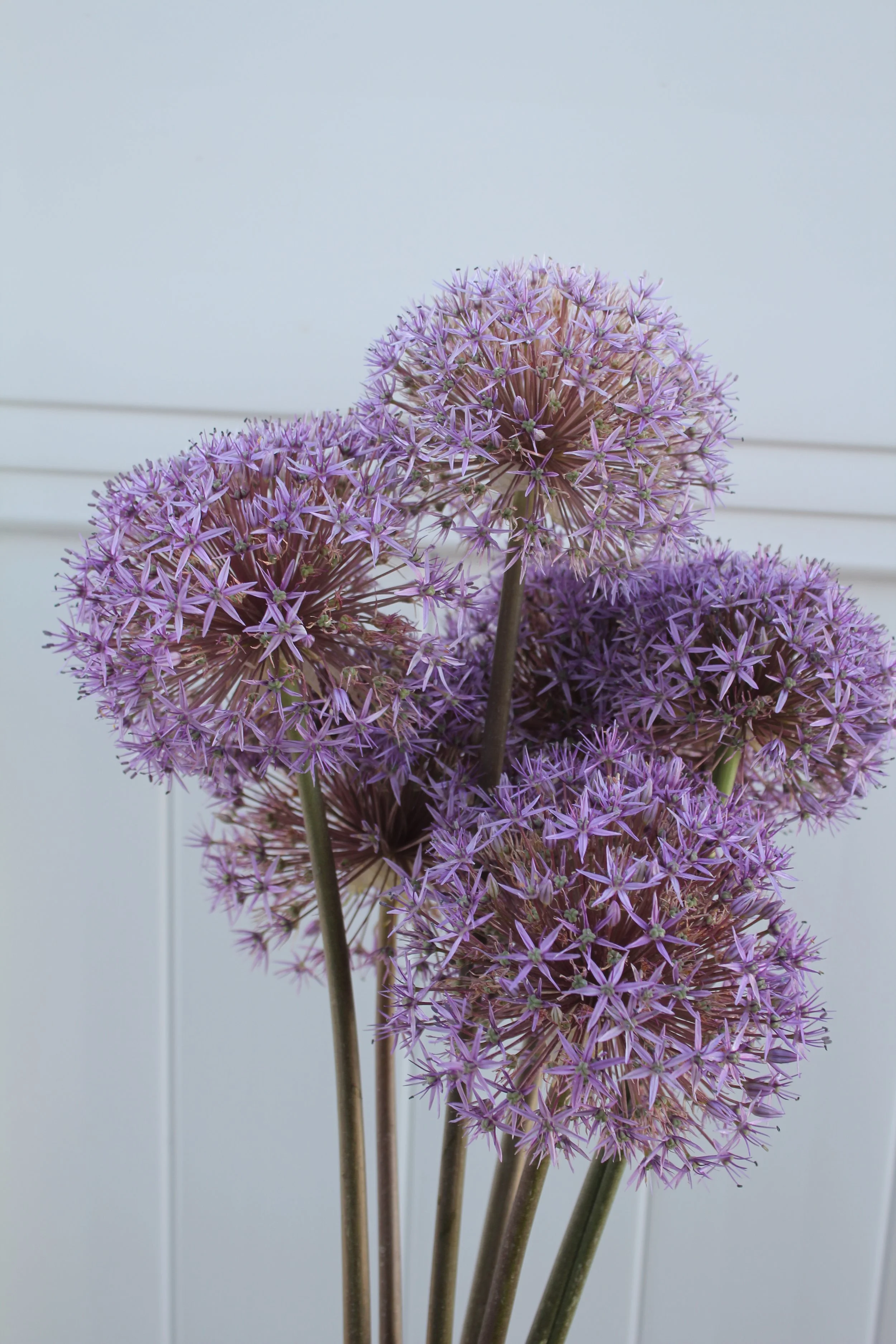 Allium-Purple Sensation PRE ORDER for Fall 2026