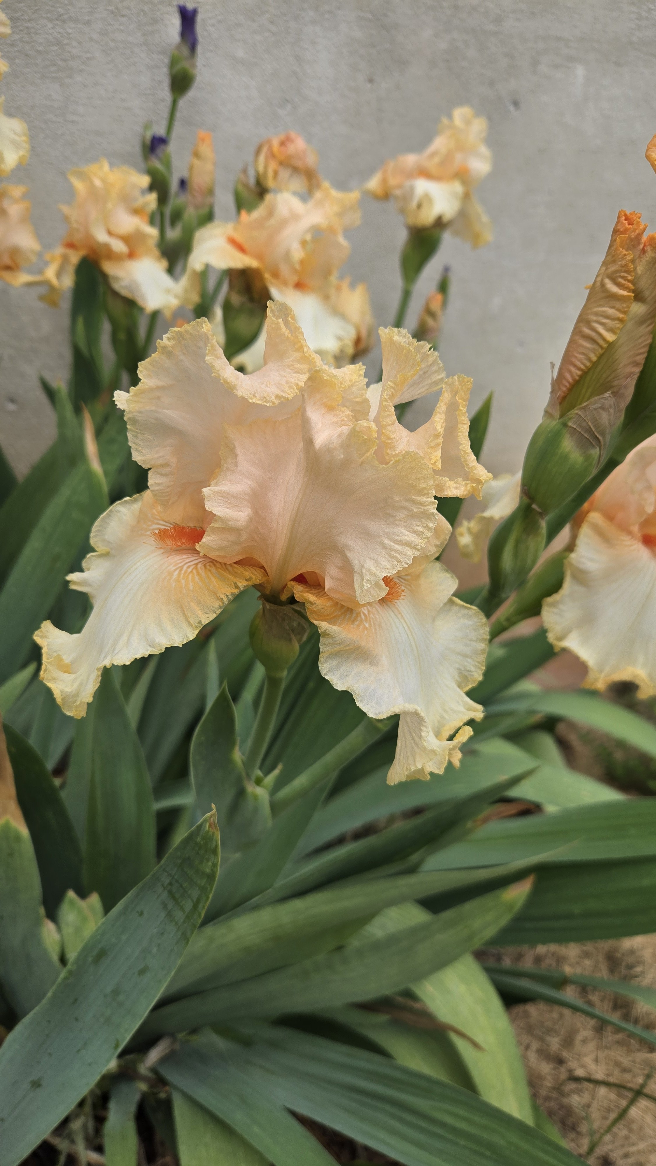 Peach Iris close.jpg