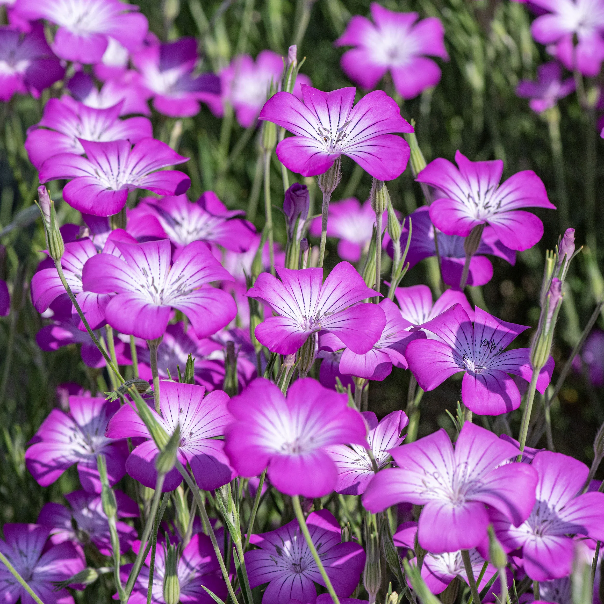 purple agro.webp