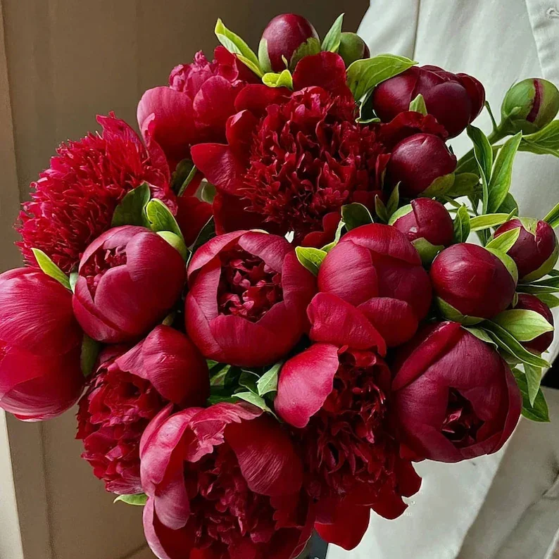 Peony, Burgundy
