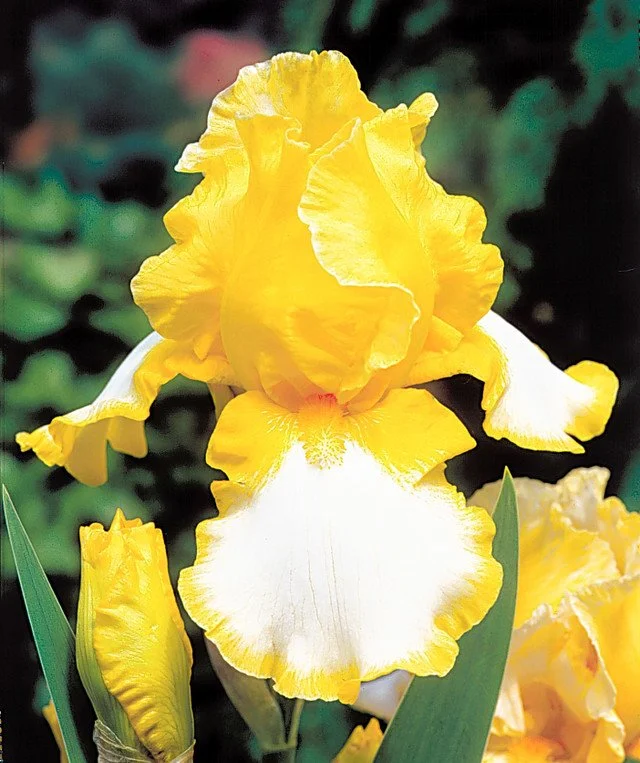 Iris_germanica_Joyce_Terry_0001591__67483.jpg