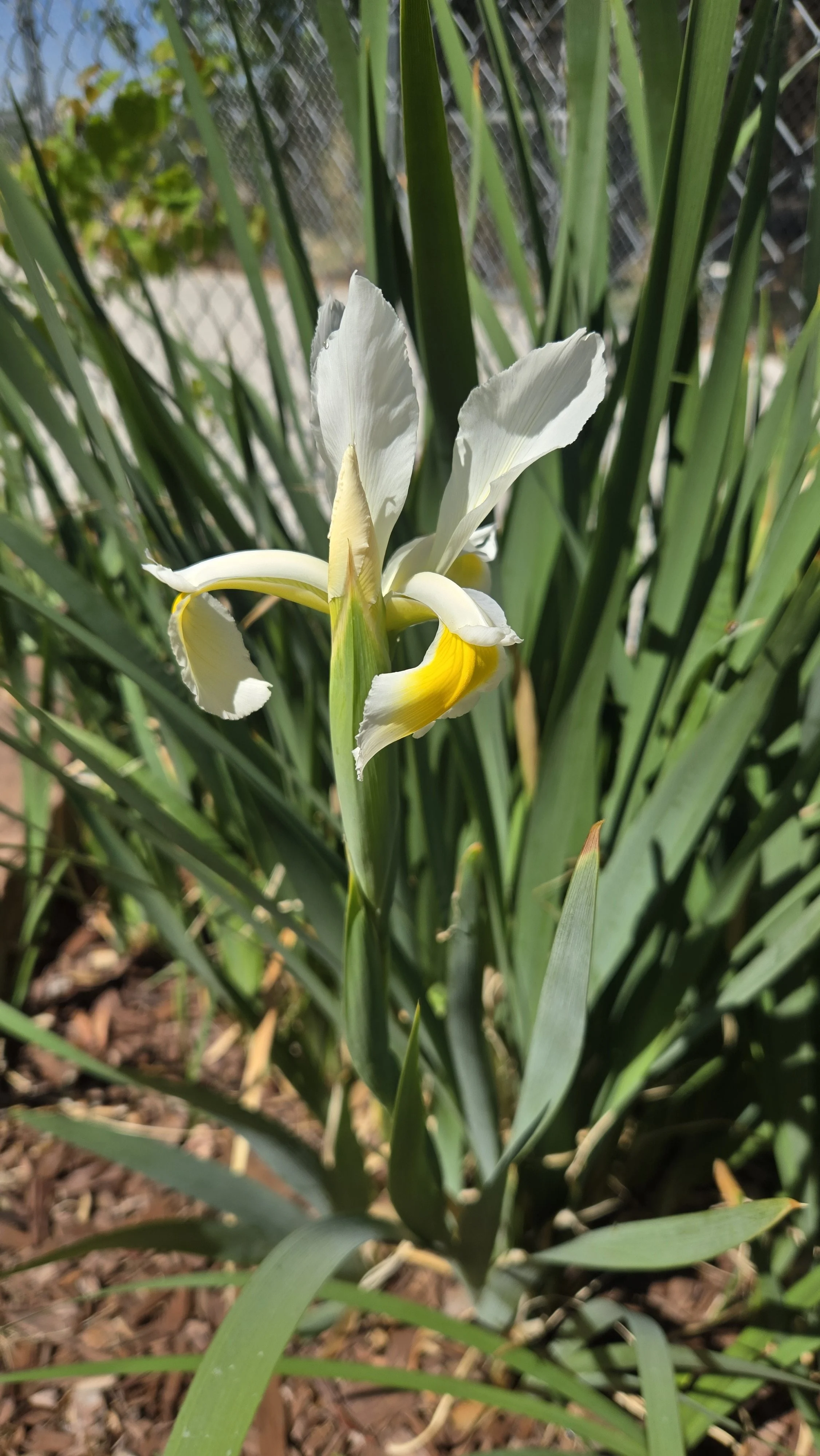 Siberian Iris.jpg