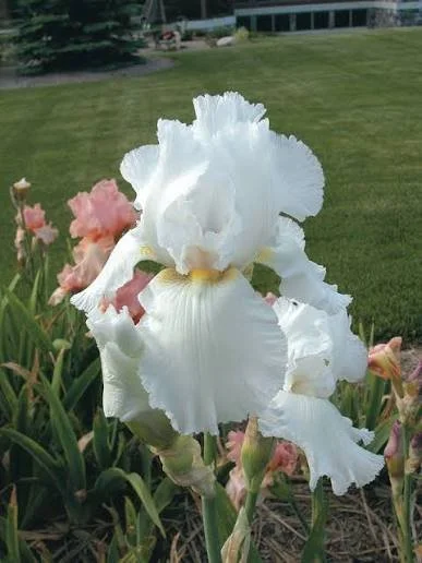 White Iris.jpg