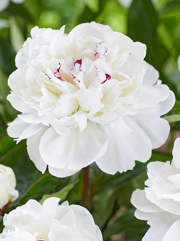 Peony_Festiva_Maxima-1_580x773.webp