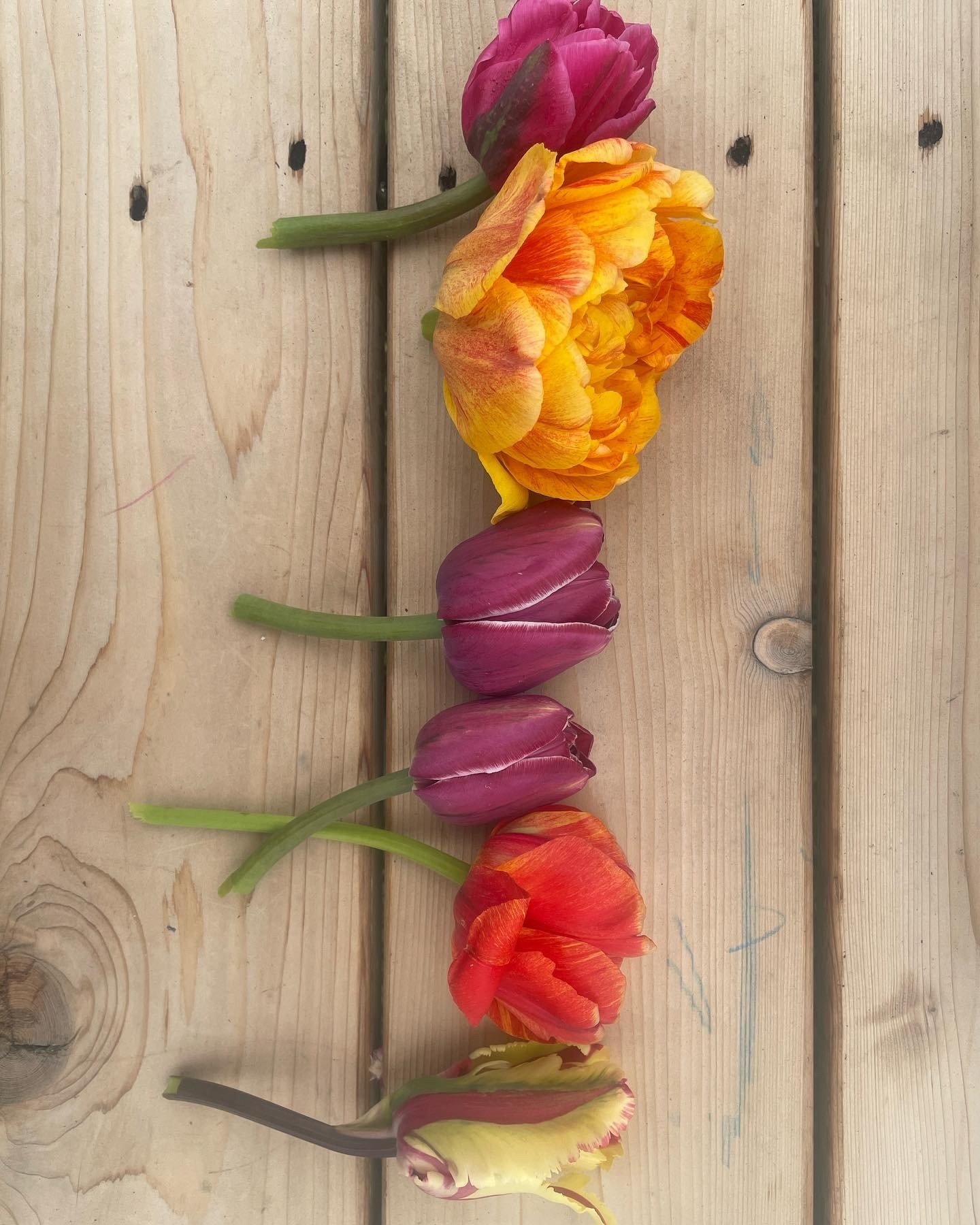 Natural Easter Egg Dyeing + Egg Hunt