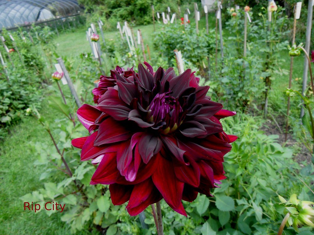 Rip City Dahlia Tuber