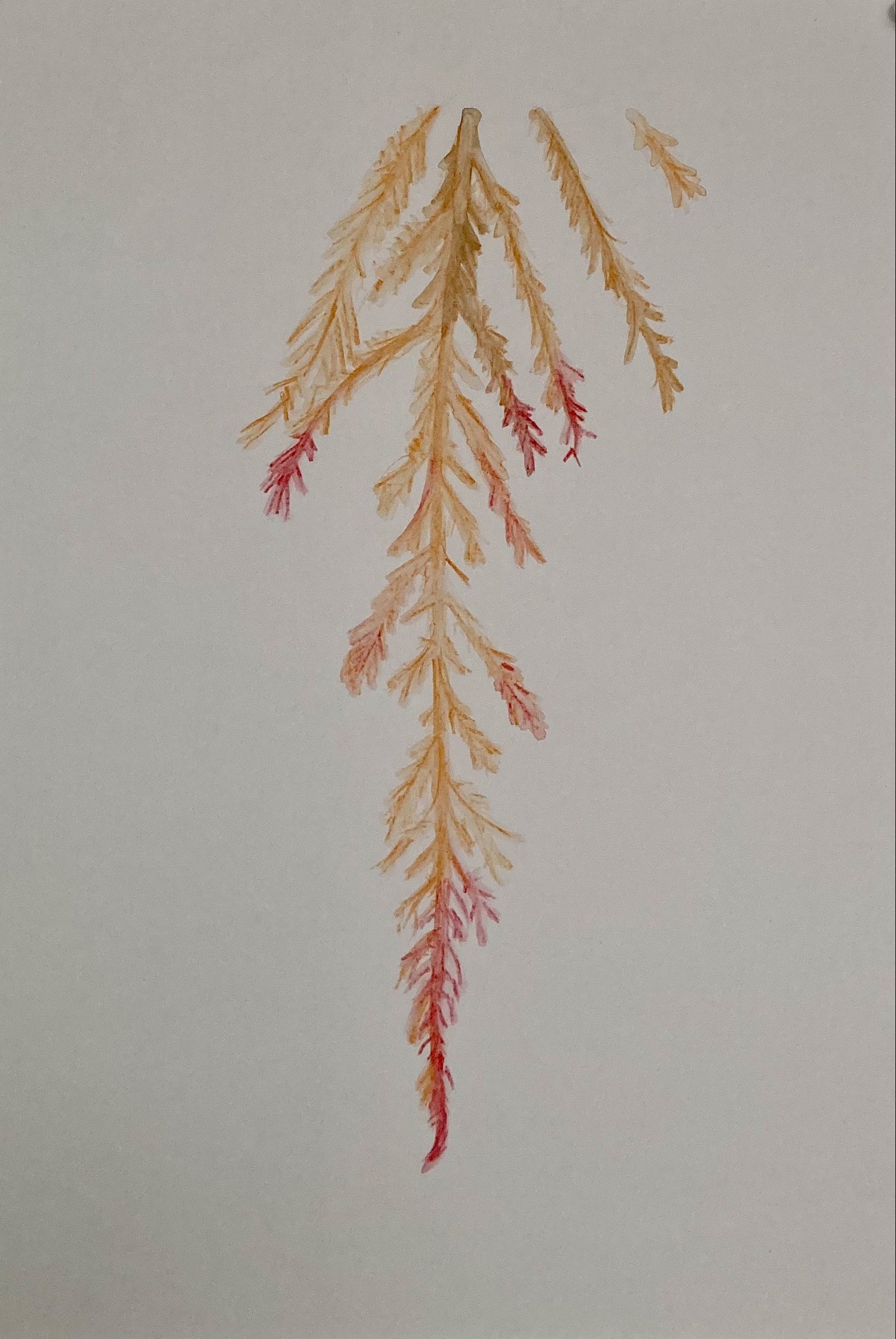 Untitled, 2026. Watercolour on paper.