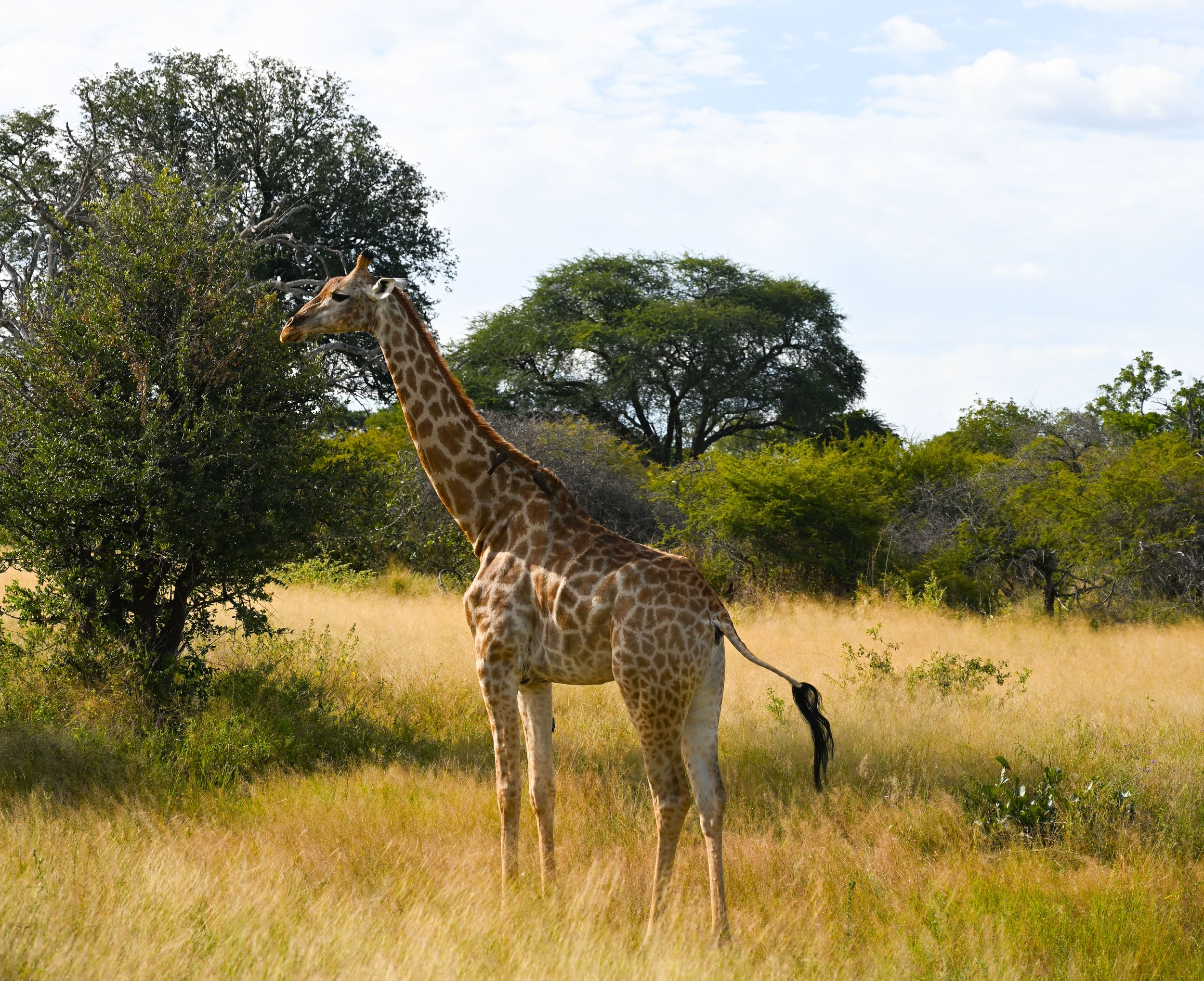 DSC_0731.jpg