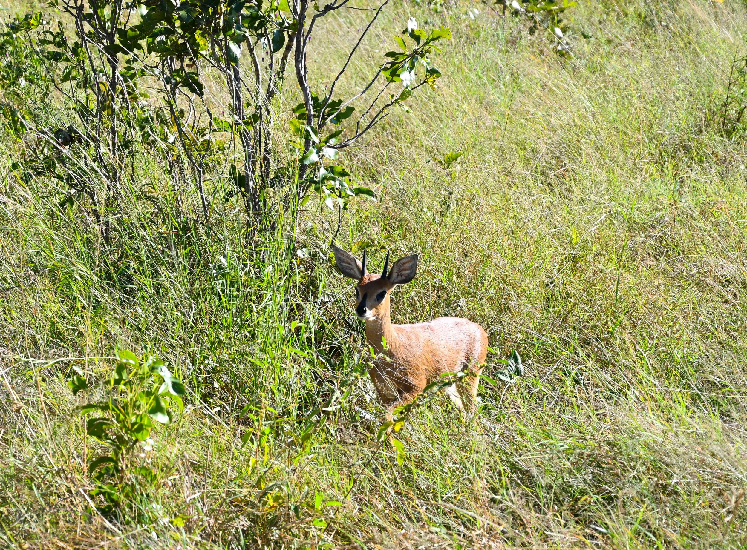 DSC_0545.jpg